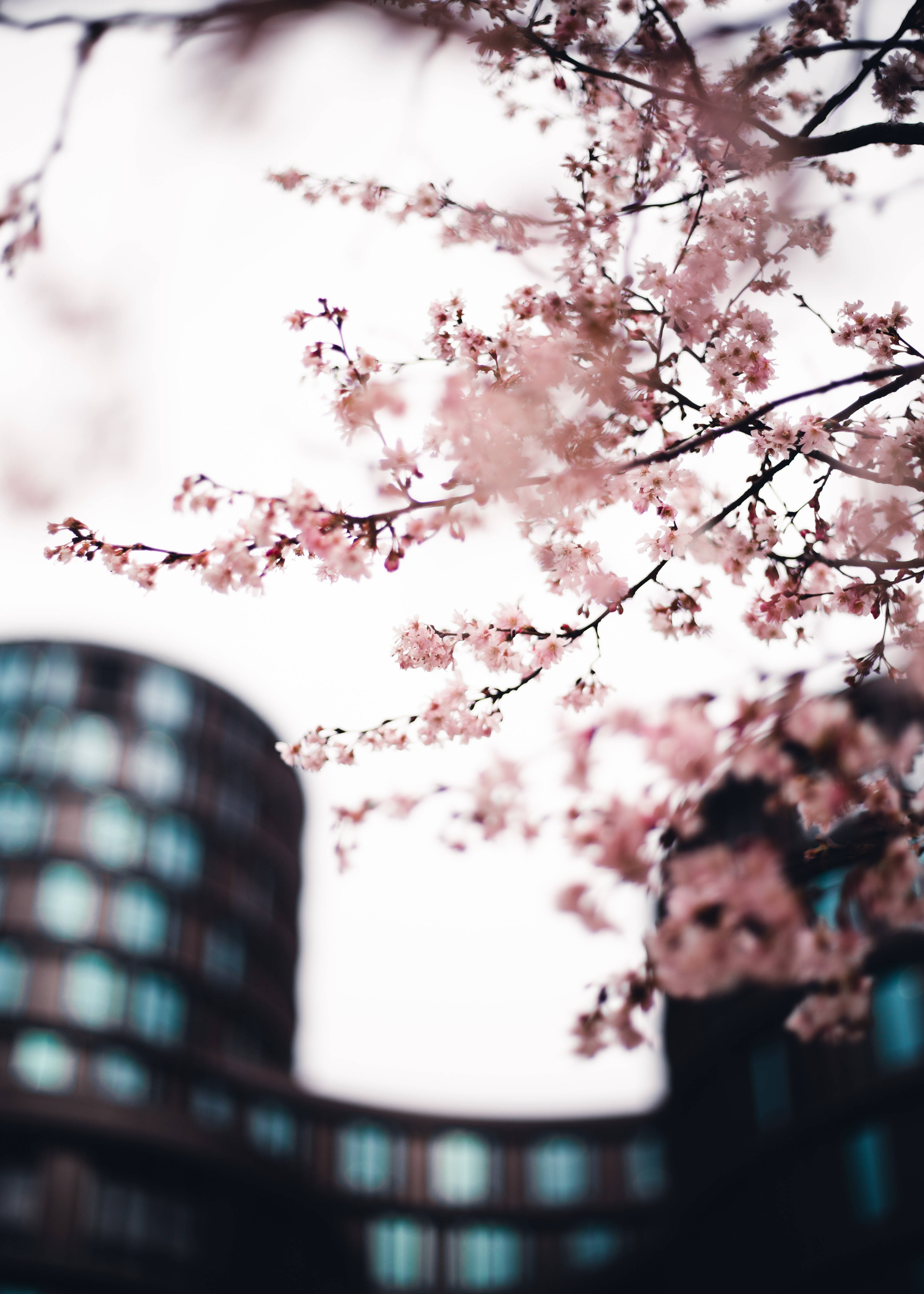 Sakura 桌布 壁紙 — 粉紅色的櫻花在柔和模糊的現代建築城市景觀中細膩地綻放。