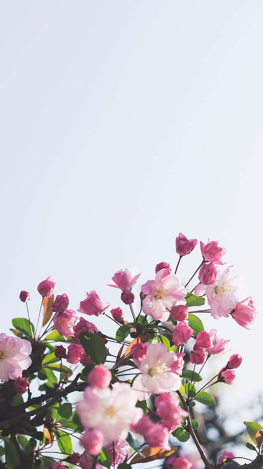 Pink Flower 桌布 壁紙 — 粉紅色的櫻花在柔和淡藍的天空下盛開，呈現寧靜的春日景象。