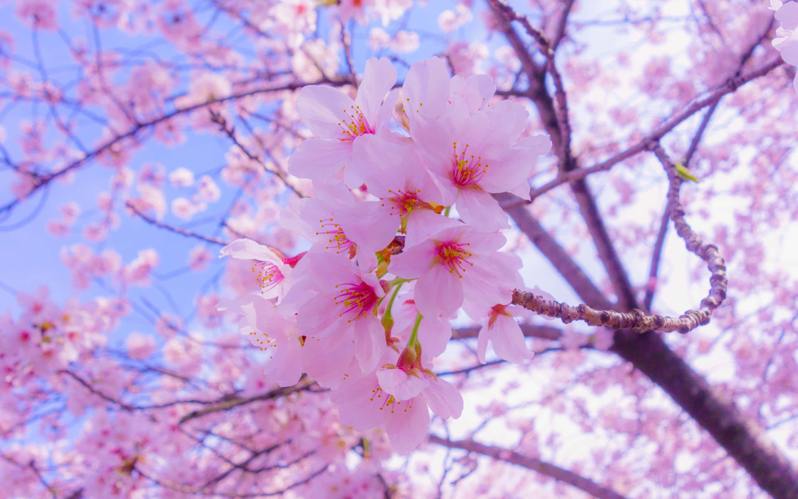 Cherry Blossoms Anime Scenery 桌布 壁紙 — 粉紅色的櫻花在柔和藍天的背景下，在春季特寫中鮮豔綻放。