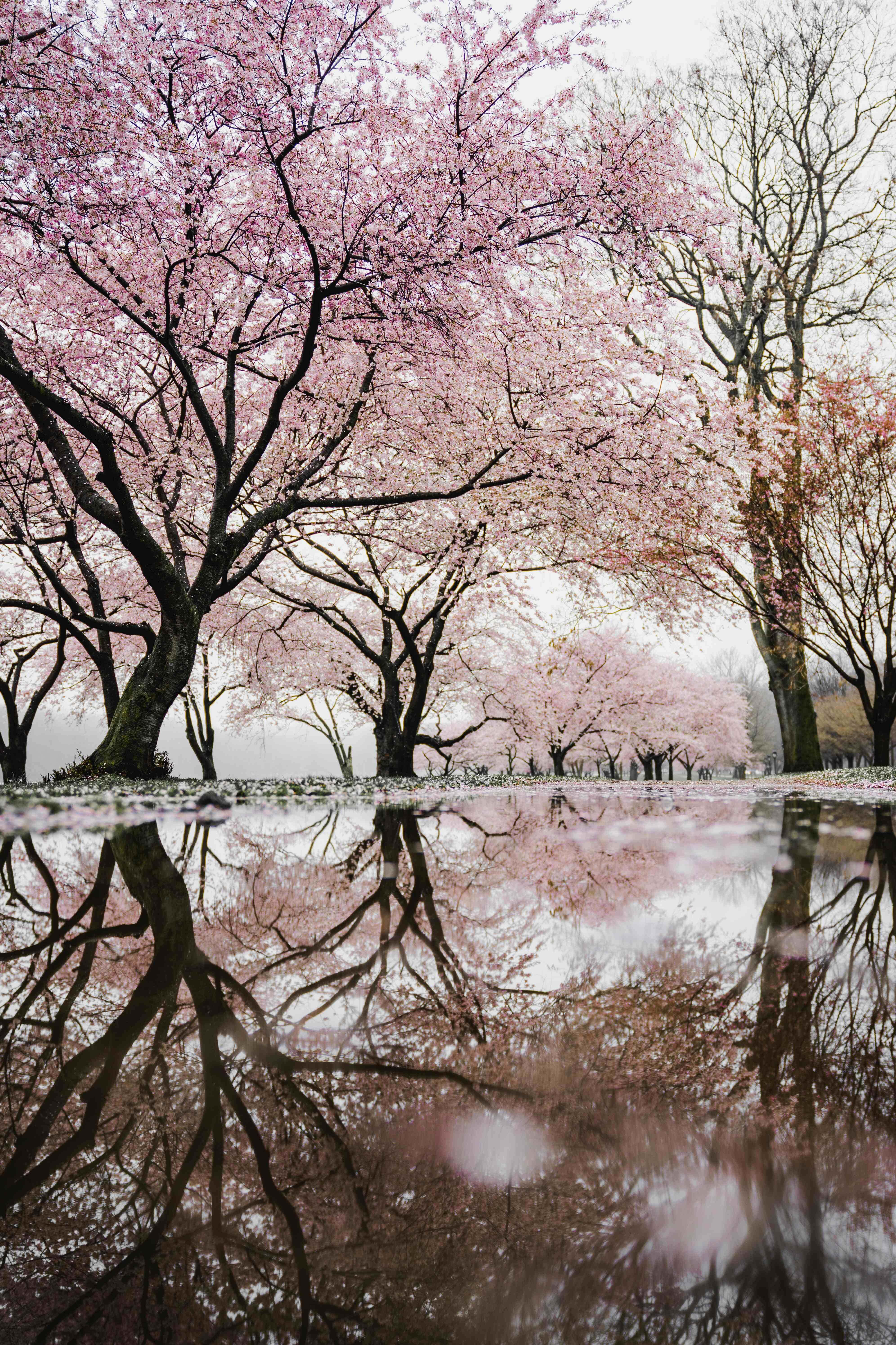 Cherry Blossoms 桌布 壁紙 — 粉紅色的櫻花在樹上盛開，完美地倒映在平靜的池塘中，柔和的光線下。