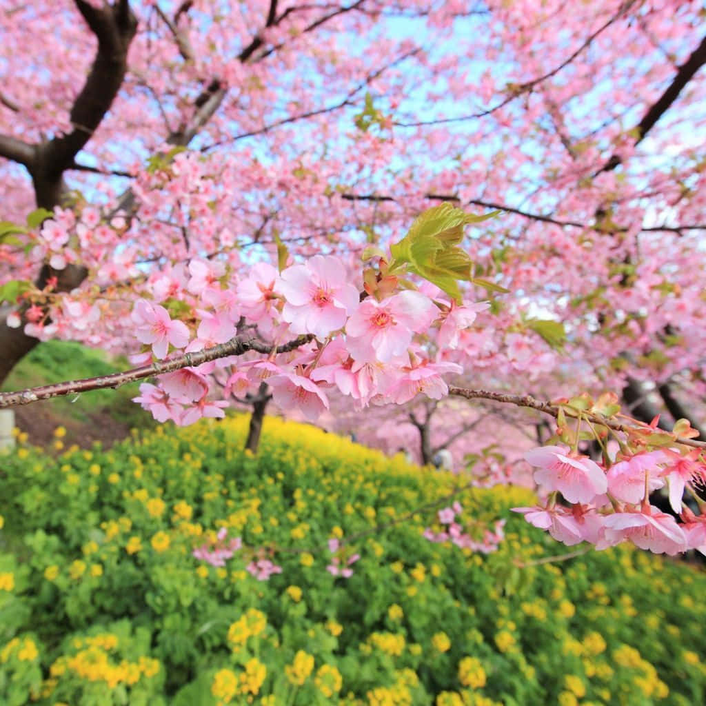 Spring Laptop 桌布 壁紙 — 粉紅色的櫻花在樹枝上密集盛開，下方是充滿活力的綠色和黃色花壇，上方是清澈的藍天。