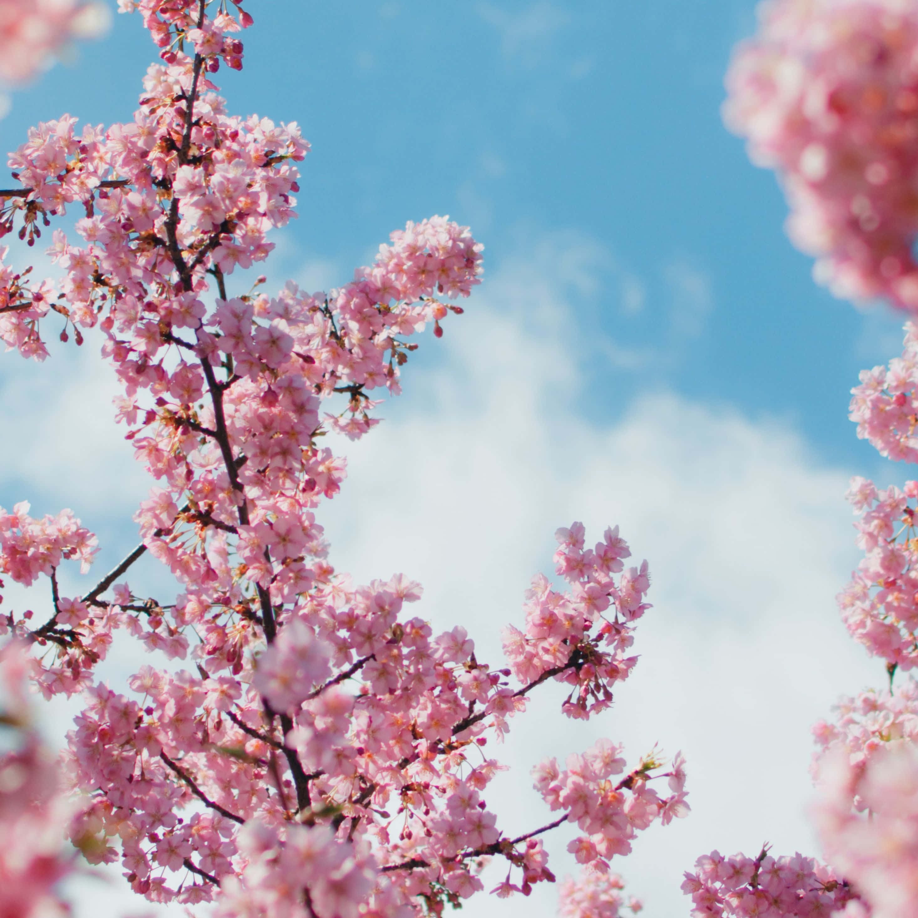 Cherry Blossoms Anime Scenery 桌布 壁紙 — 粉紅色的櫻花在樹枝上密集盛開，映襯著明亮的藍天和柔軟的白雲。