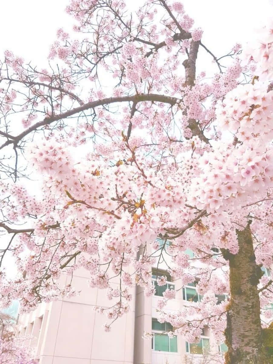 Sakura 桌布 壁紙 — 粉紅色的櫻花在樹枝上密集盛開，襯著柔和的白色天空，一座現代建築隱約可見。