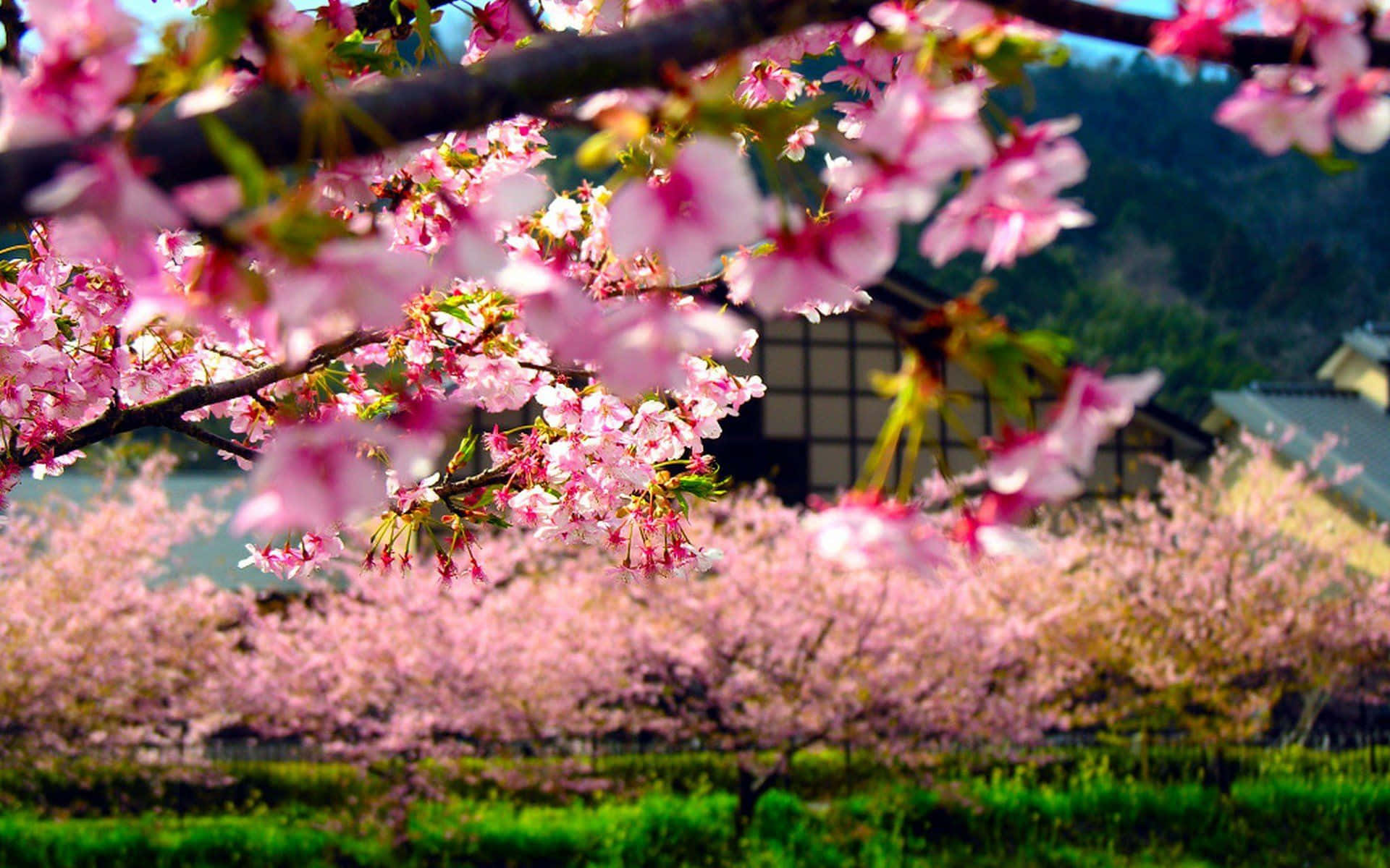  壁紙 — 粉紅色的櫻花在樹枝上盛開，背景中傳統的日本建築柔和地模糊。