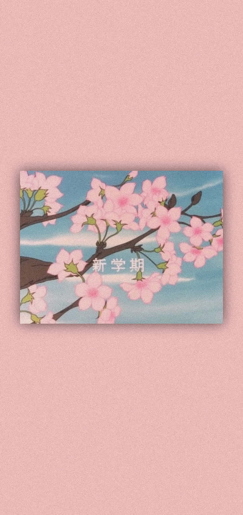 Pink Aesthetic Anime Phone 桌布 壁紙 — 粉紅色的櫻花在樹枝上盛開，背景是柔和的藍天和白雲。