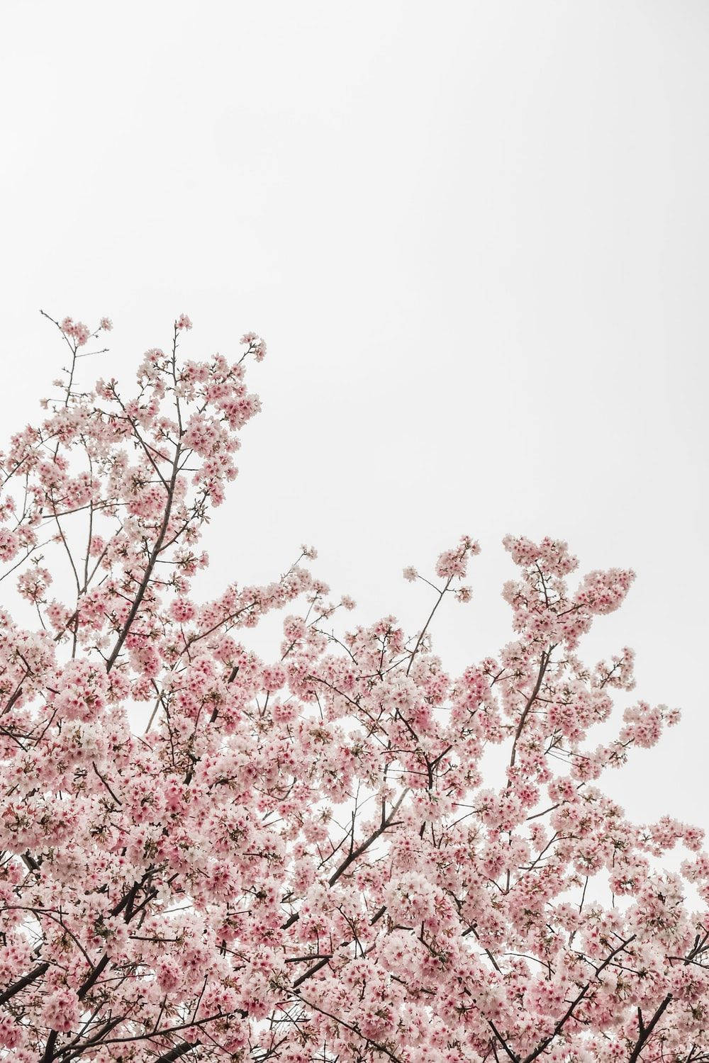 Sakura 桌布 壁紙 — 粉紅色的櫻花在深色樹枝上密集盛開，背景是柔和的多雲天空。