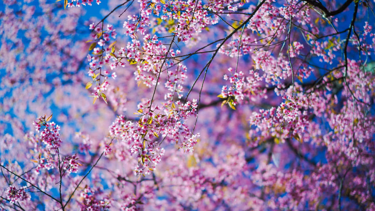 Cherry Blossoms 桌布 壁紙 — 粉紅色的櫻花在深色樹枝上密集盛開，映襯著鮮豔的藍天。