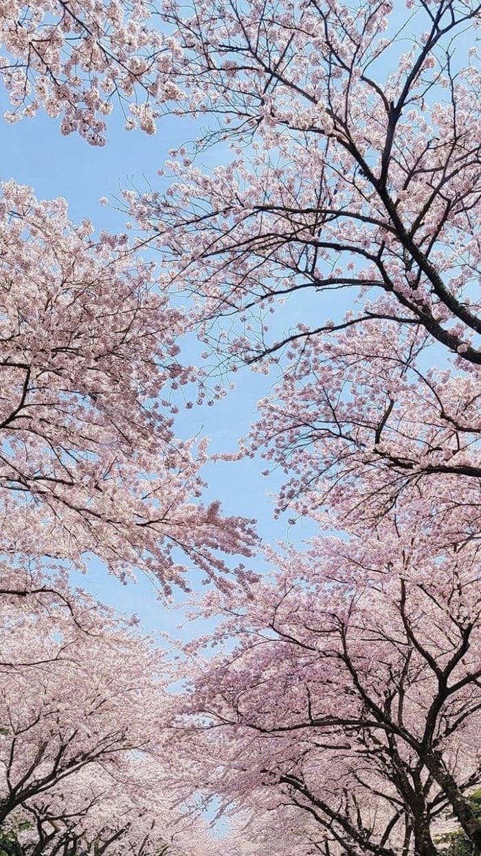 櫻花 桌布 壁紙 — 粉紅色的櫻花在深色樹枝上密集盛開，映襯著清澈的藍天，呈現出充滿活力的春日景象。