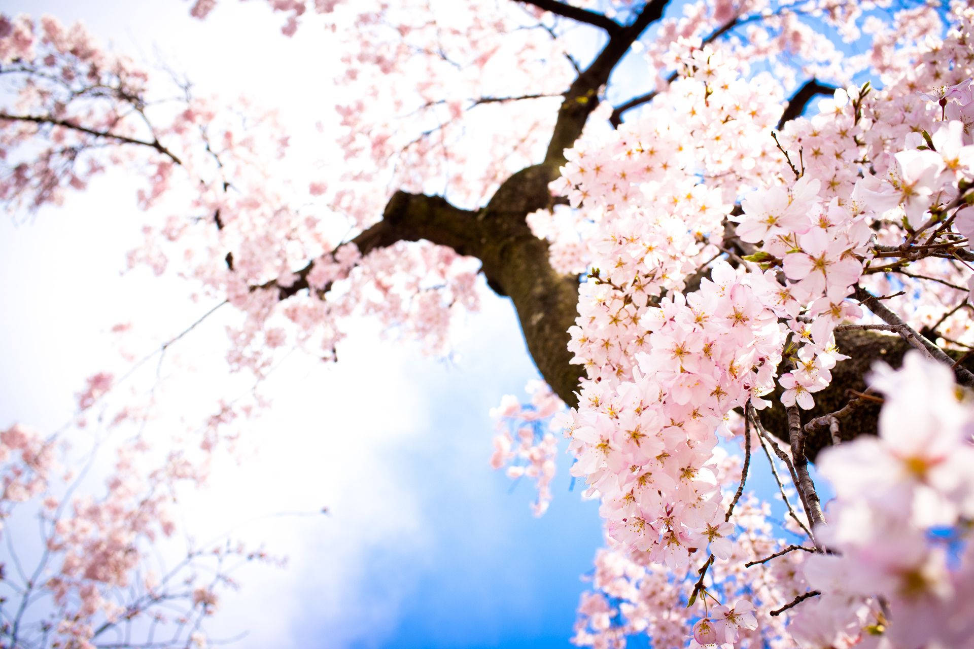 Blossom 桌布 壁紙 — 粉紅色的櫻花在深色樹枝上密集盛開，映襯著明亮的藍天和柔軟的白雲。
