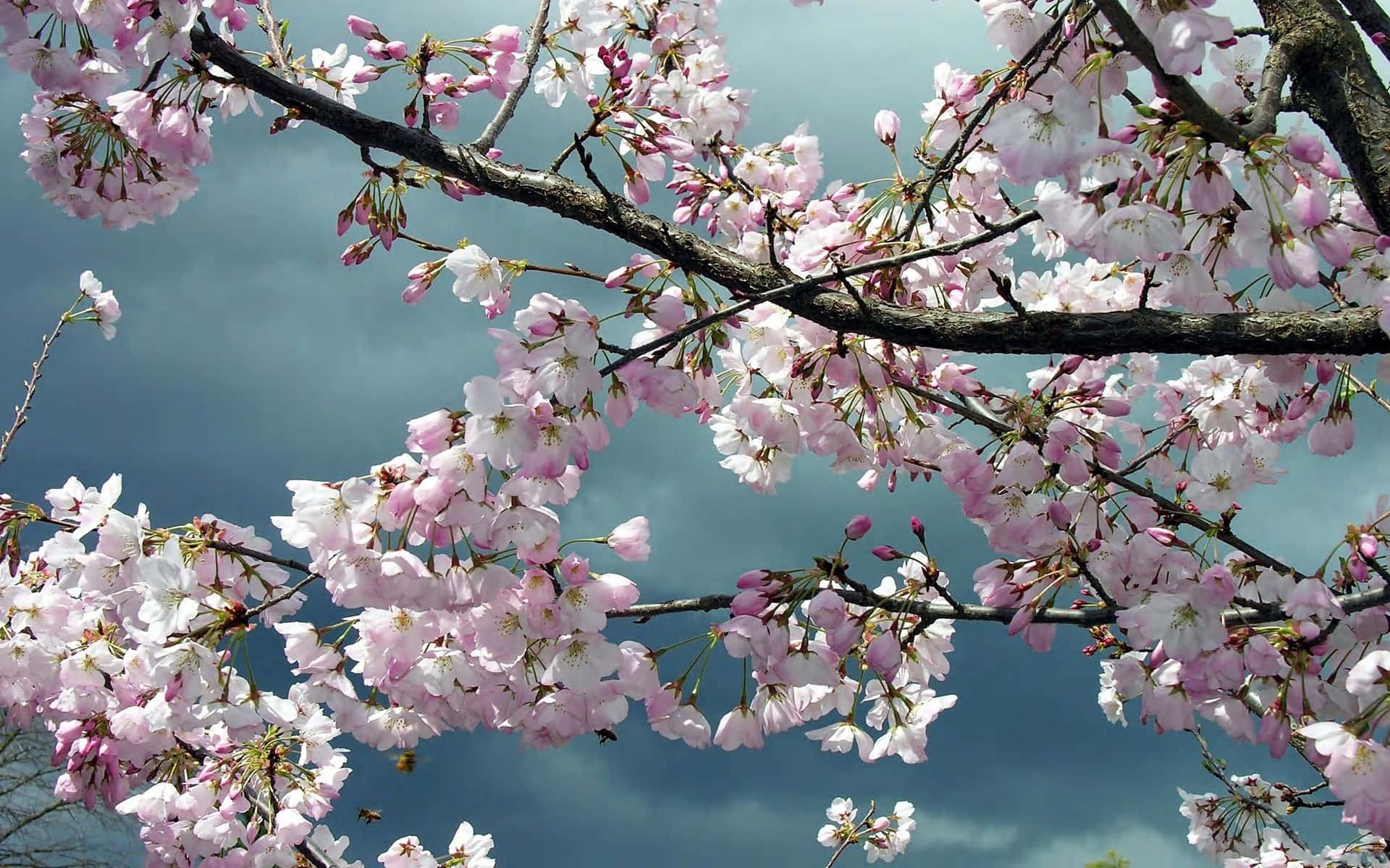 Sakura 桌布 壁紙 — 粉紅色的櫻花在深色樹枝上密集盛開，背景是帶有柔和雲朵的憂鬱藍天。