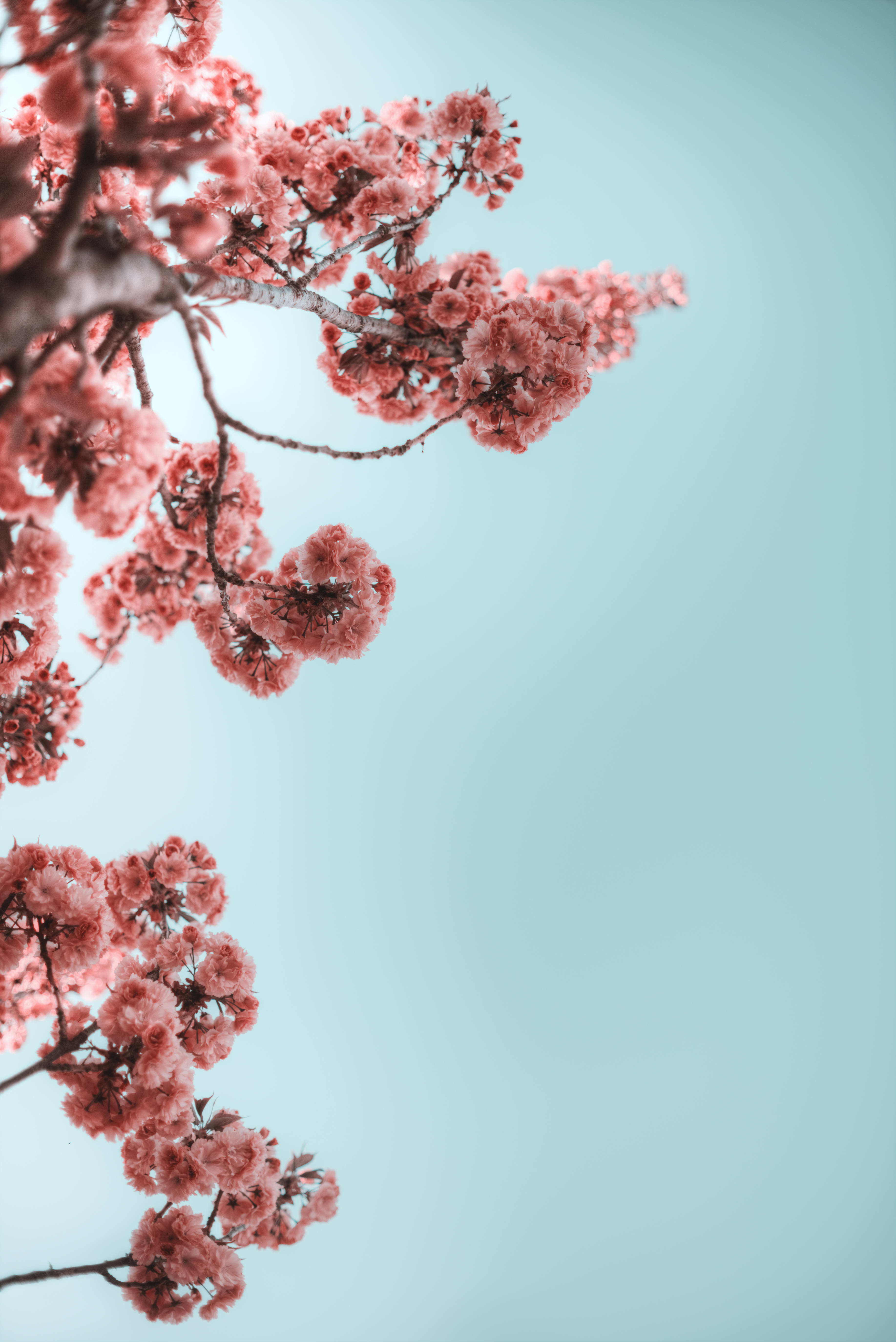tumblr 花朵 桌布 壁紙 — 粉紅色的櫻花在深色樹枝上密集綻放，襯托著柔和的粉藍色天空。