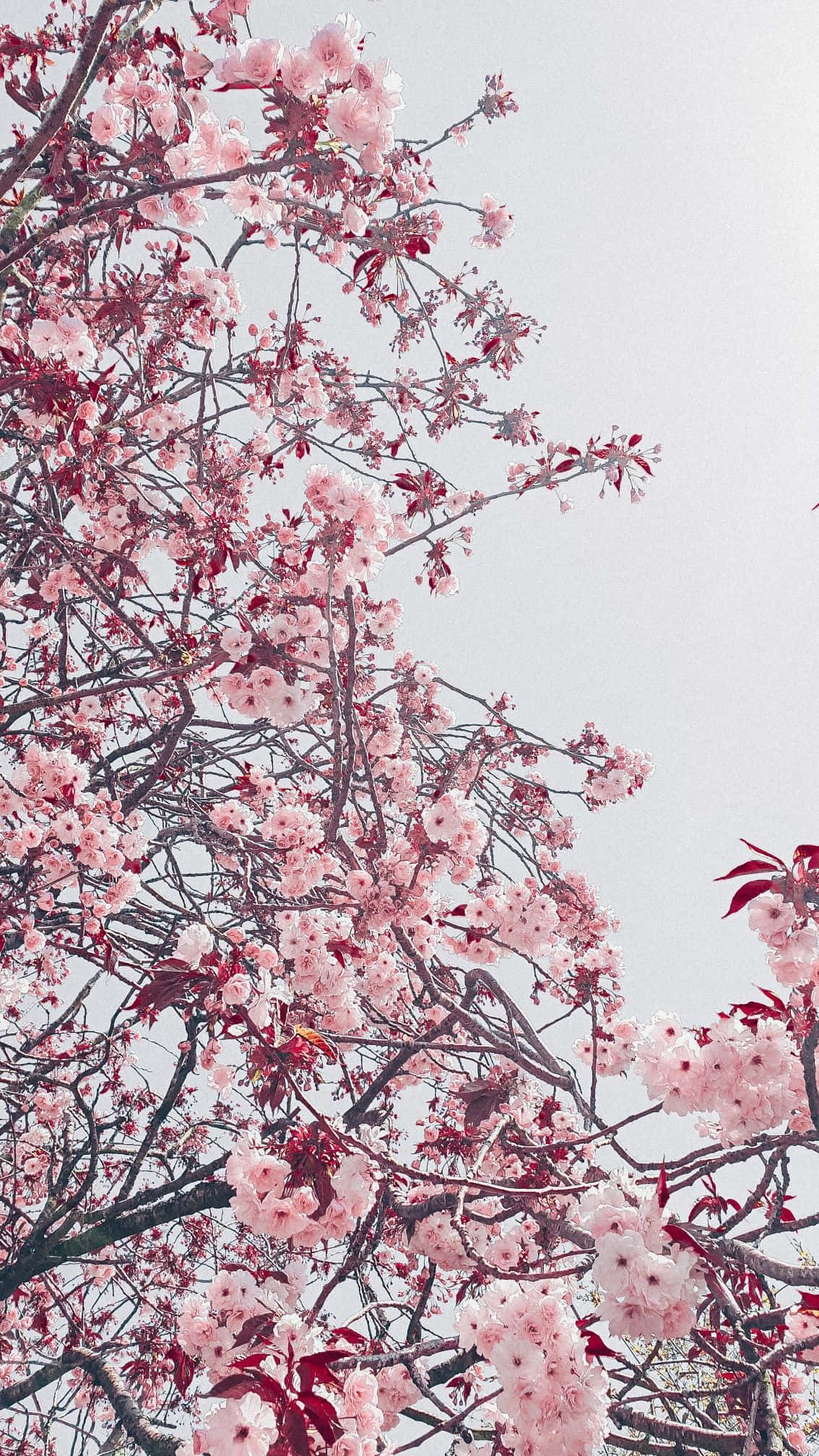 Blossom 桌布 壁紙 — 粉紅色的櫻花在深色樹枝上密集綻放，襯著柔和蒼白的天空。