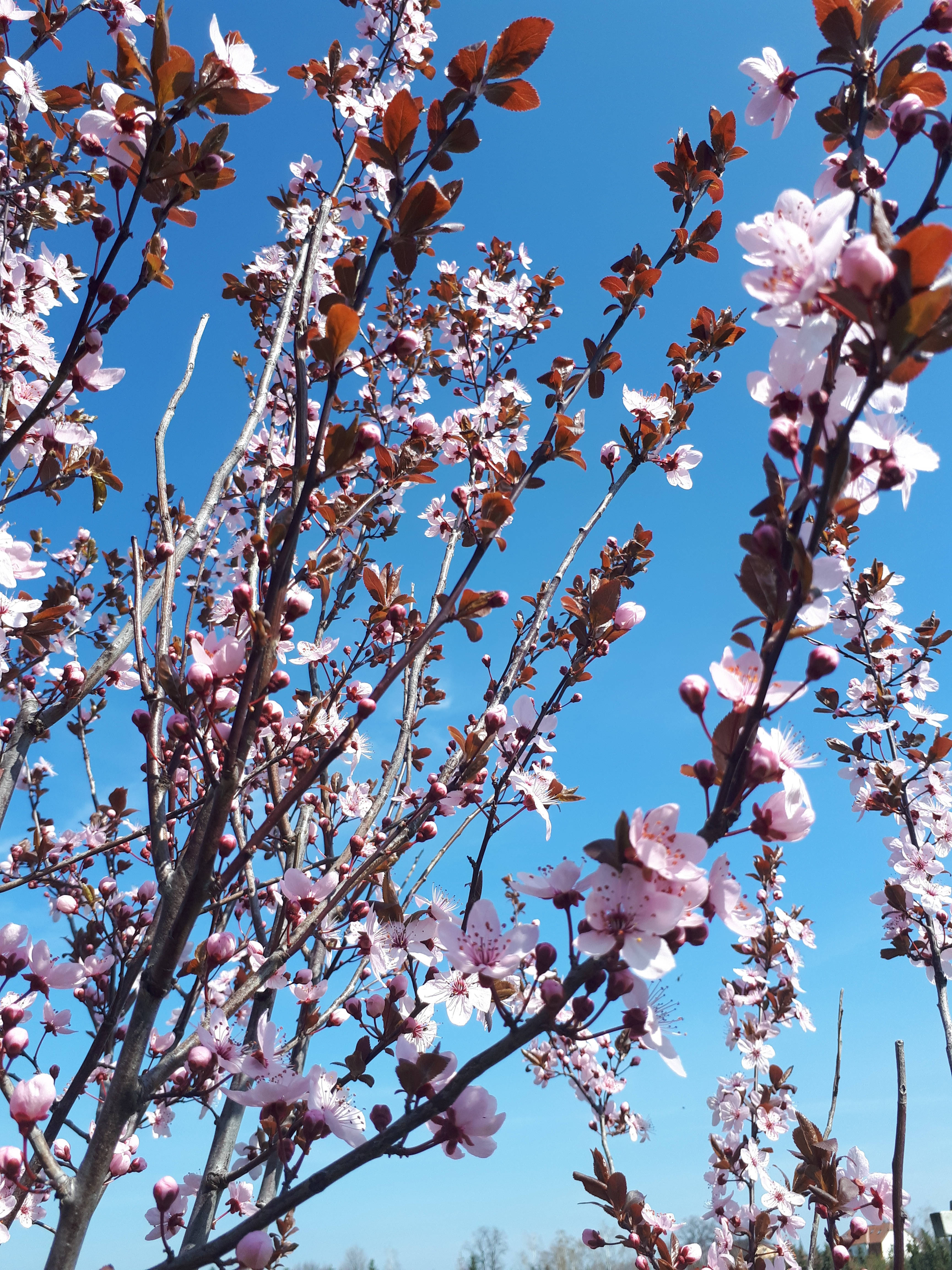 Sakura 桌布 壁紙 — 粉紅色的櫻花在深色樹枝上盛開，映襯著晴朗的藍天和明亮的陽光。