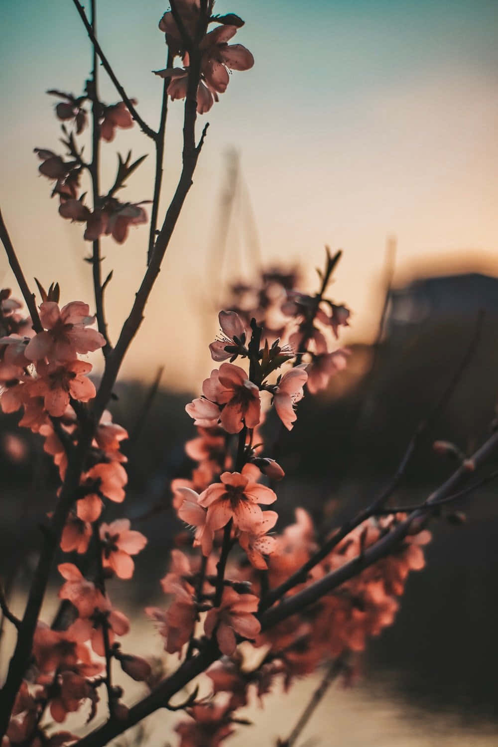 Cute Aesthetic Flower 桌布 壁紙 — 粉紅色的櫻花在深色樹枝上盛開，背景是柔和的金色日落天空和模糊的城市天際線。