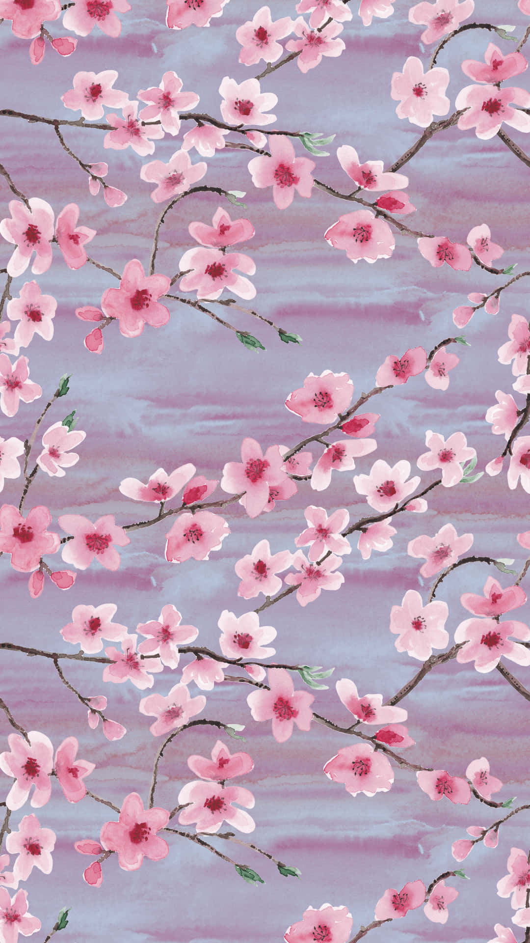 Pink Cherry Blossom 桌布 壁紙 — 粉紅色的櫻花在深色樹枝上盛開，襯托著柔和的淡紫色水彩天空。