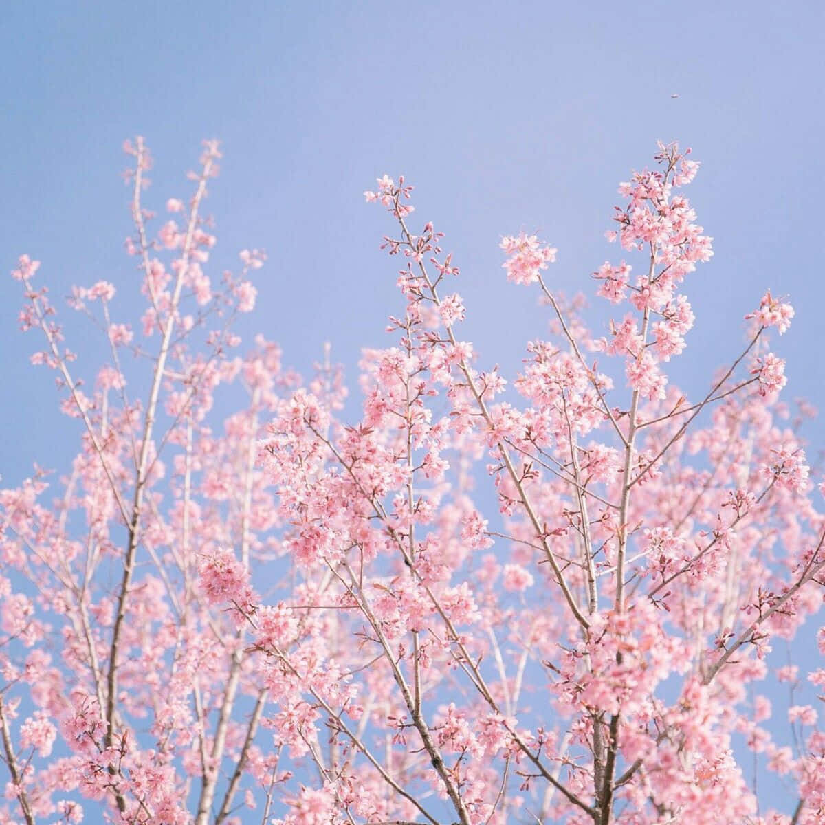 Spring Pastel 桌布 壁紙 — 粉紅色的櫻花在清澈的藍天下，在柔和的春日場景中細膩地綻放。