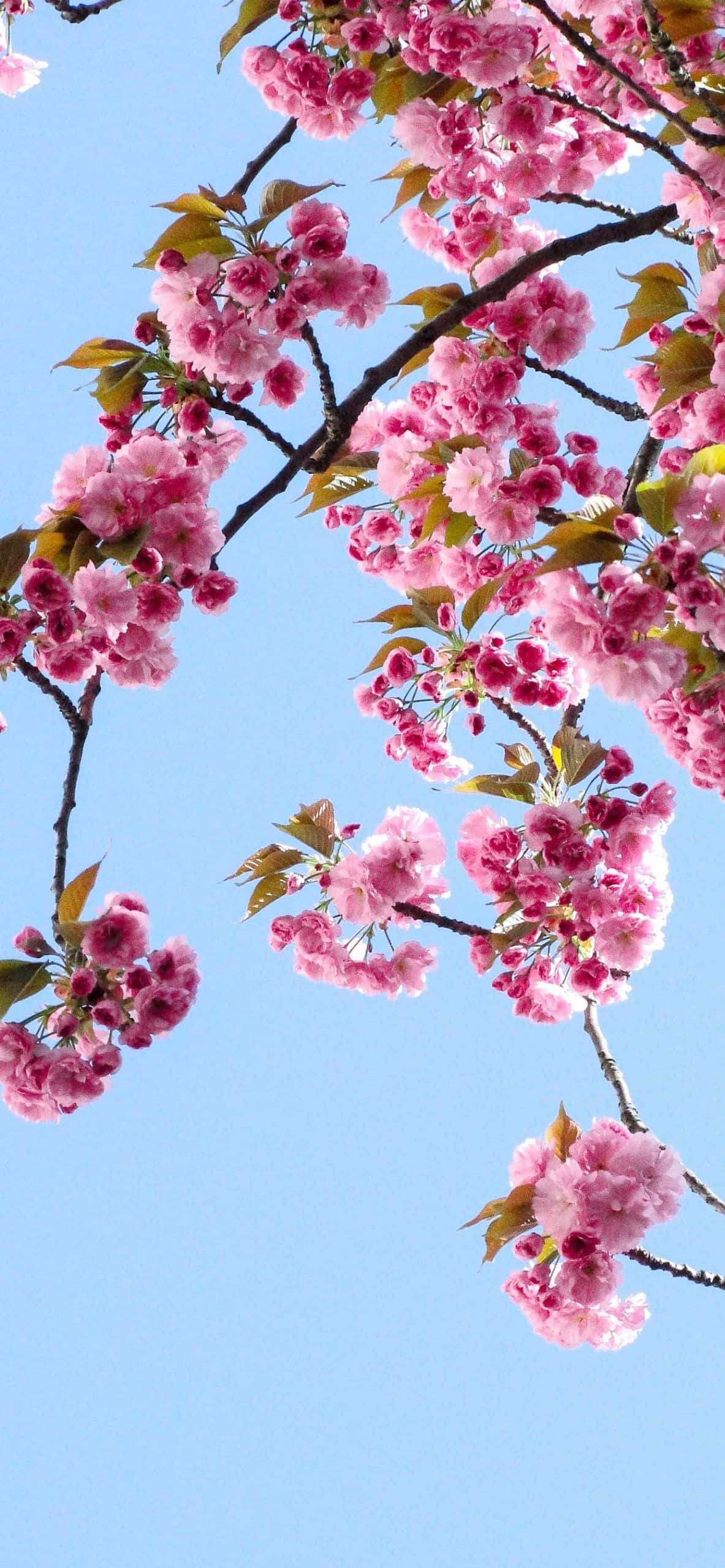 Cute Spring iPhone 桌布 壁紙 — 粉紅色的櫻花在清澈的藍天下密集地盛開在樹枝上，呈現出充滿活力的春天景象。