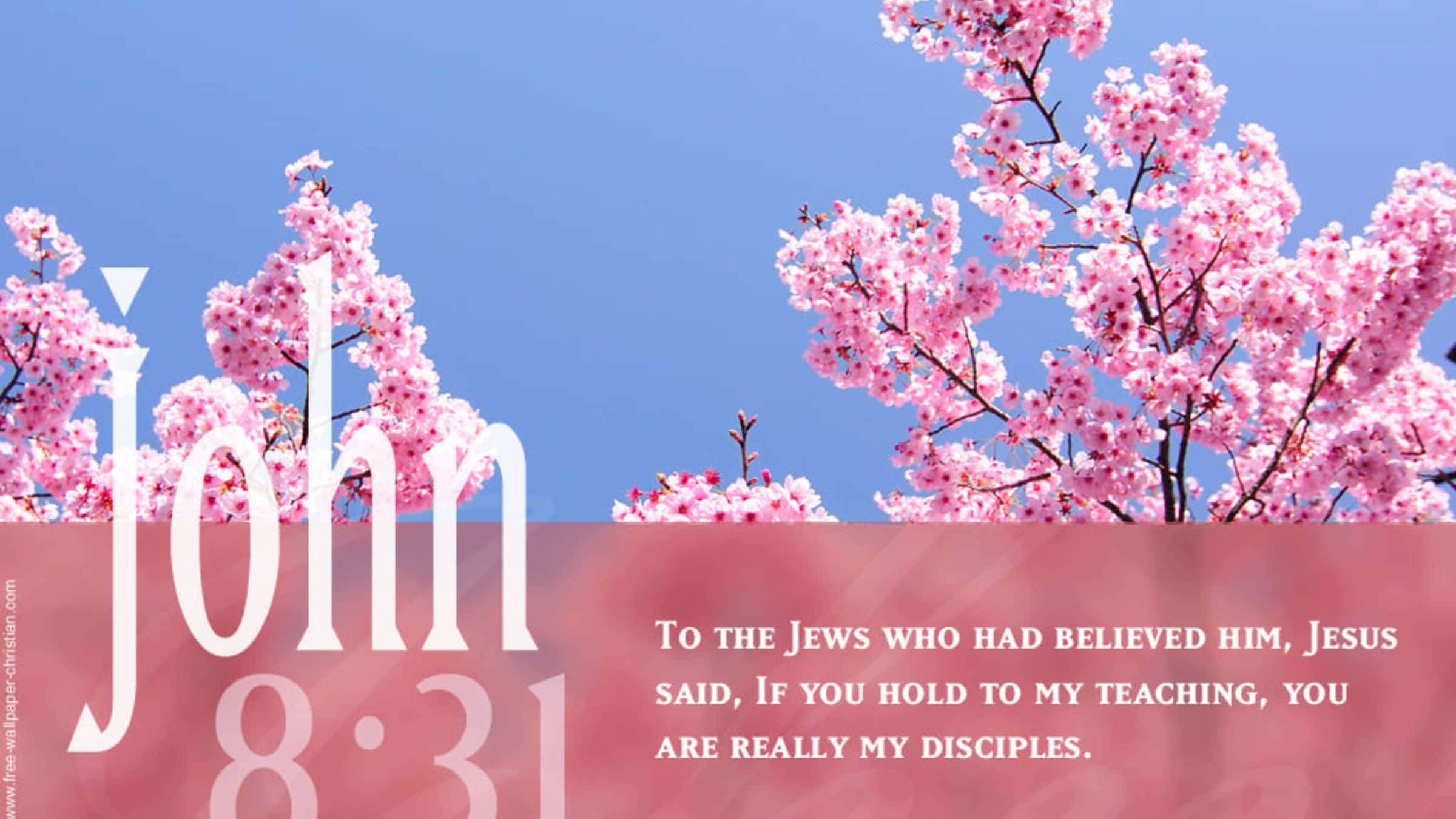 Bible Verse Desktop 桌布 壁紙 — 粉紅色的櫻花在清澈的藍天下盛開，並以白色文字疊加聖經經文。
