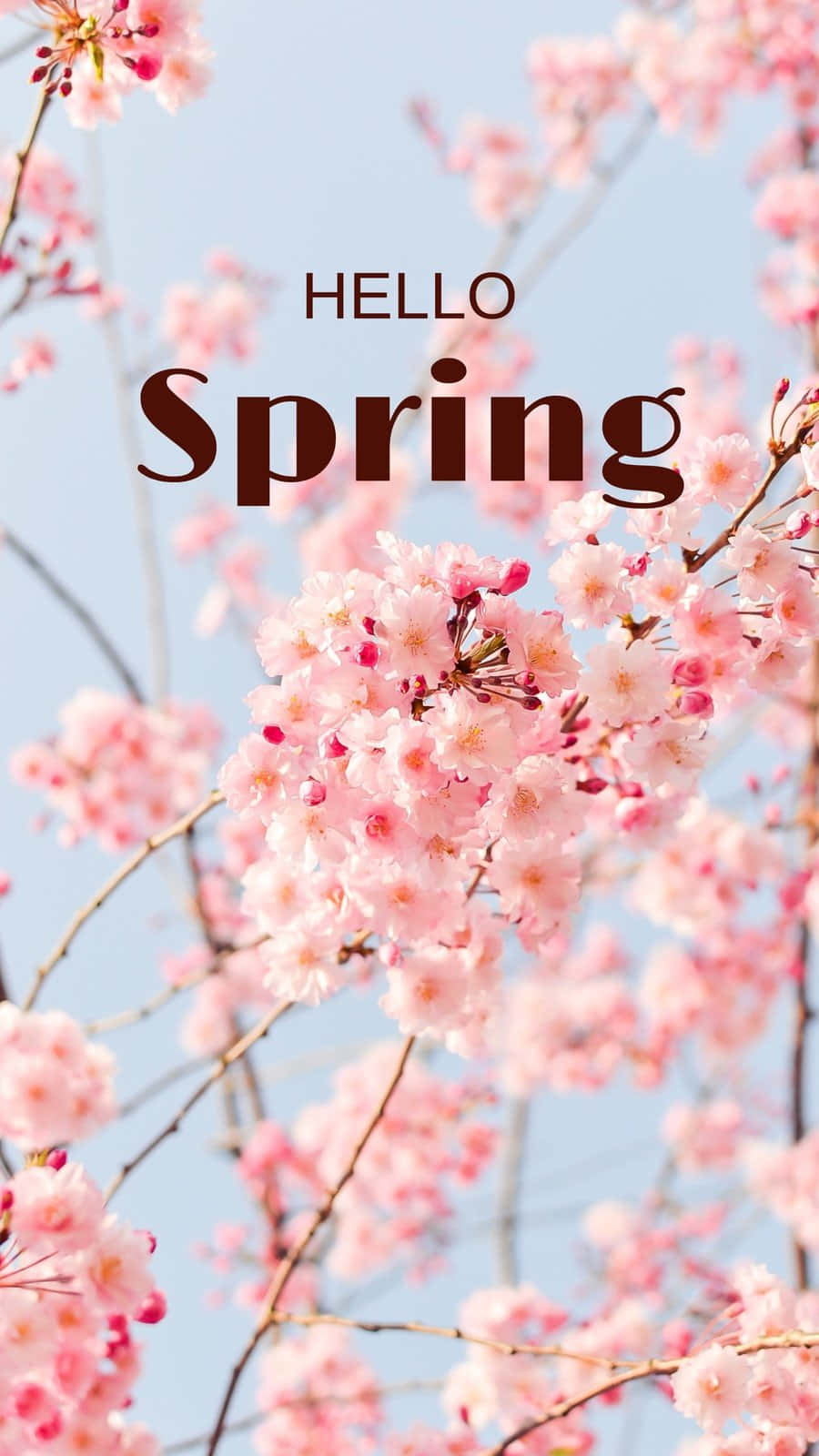 Flower Phone 桌布 壁紙 — 粉紅色的櫻花在清澈的藍天下盛開，並帶有「Hello Spring」文字疊加。