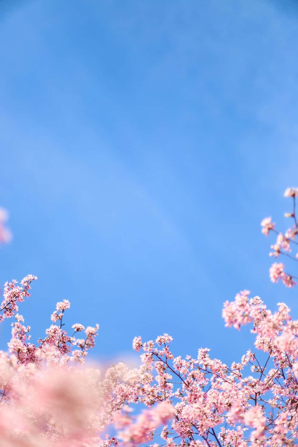 Spring Sky 桌布 壁紙 — 粉紅色的櫻花在清澈的藍天下盛開，呈現柔和焦點的春日景象。