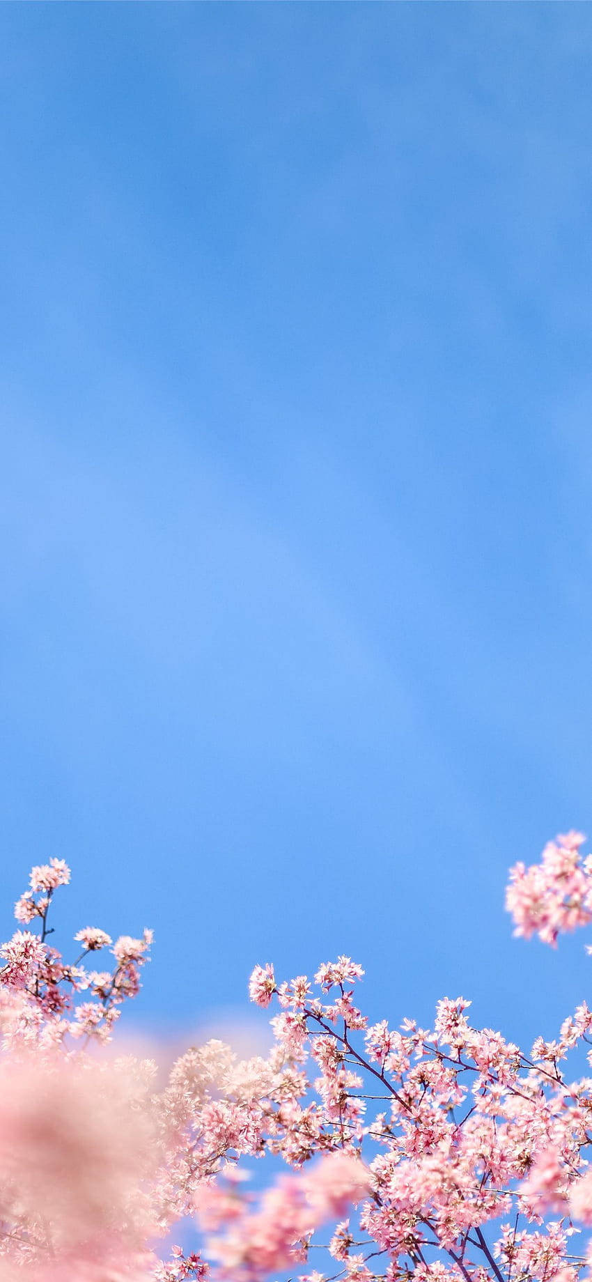 Sakura 桌布 壁紙 — 粉紅色的櫻花在清澈的藍天下綻放，呈現寧靜的春日景象。