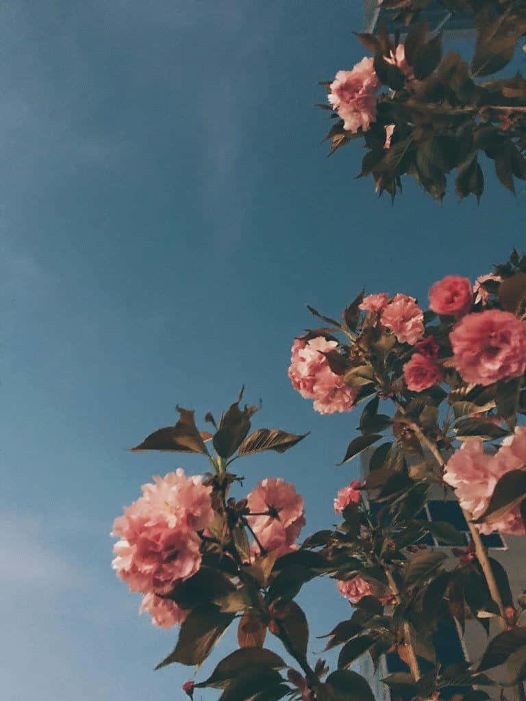 Pretty Flower 桌布 壁紙 — 粉紅色的櫻花在清澈的藍天下綻放，營造出柔和夢幻的春日場景。