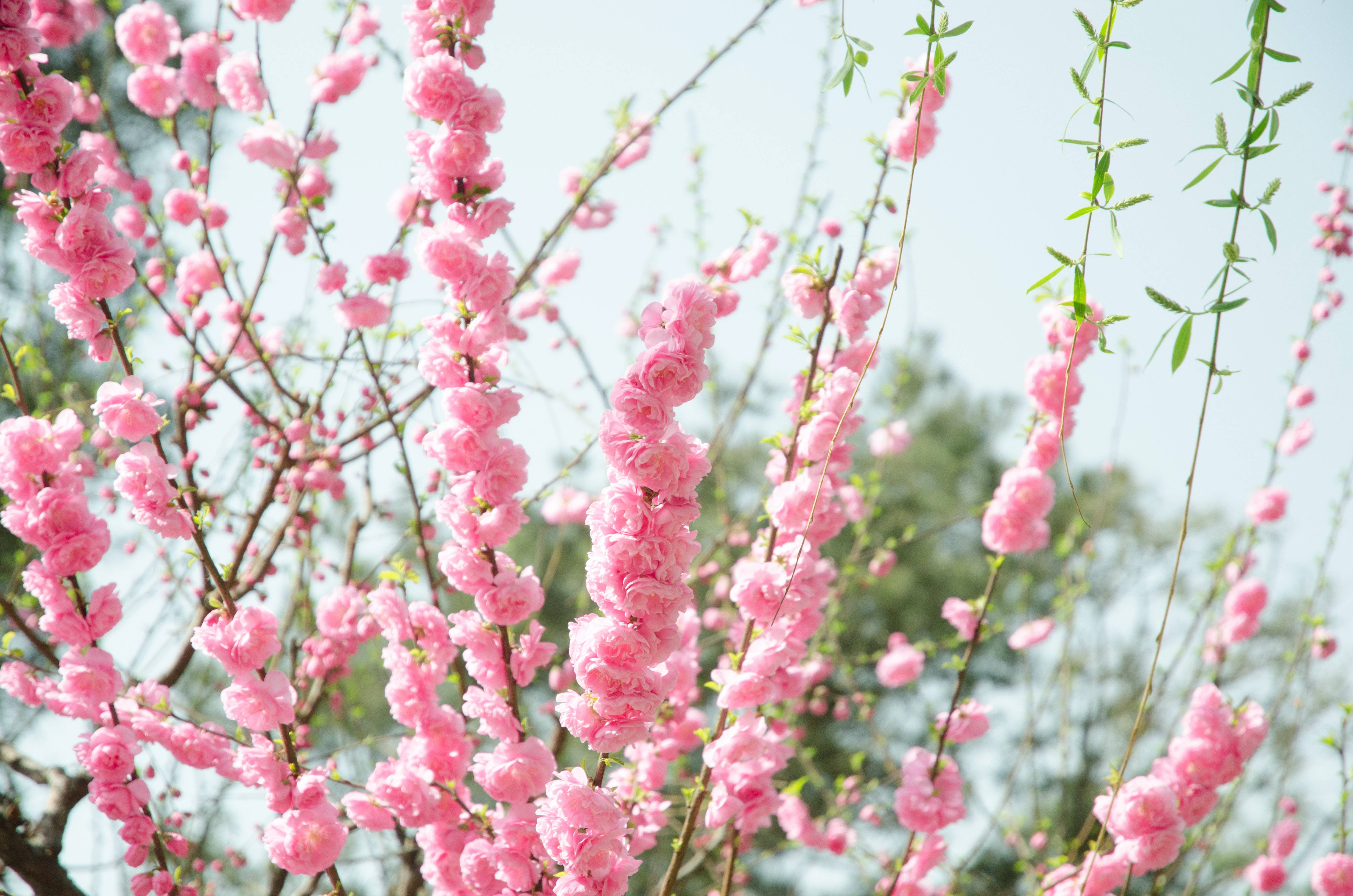 Flowers 桌布 壁紙 — 粉紅色的櫻花在纖細的樹枝上密集綻放，背景是柔和的藍天和模糊的綠色樹葉。