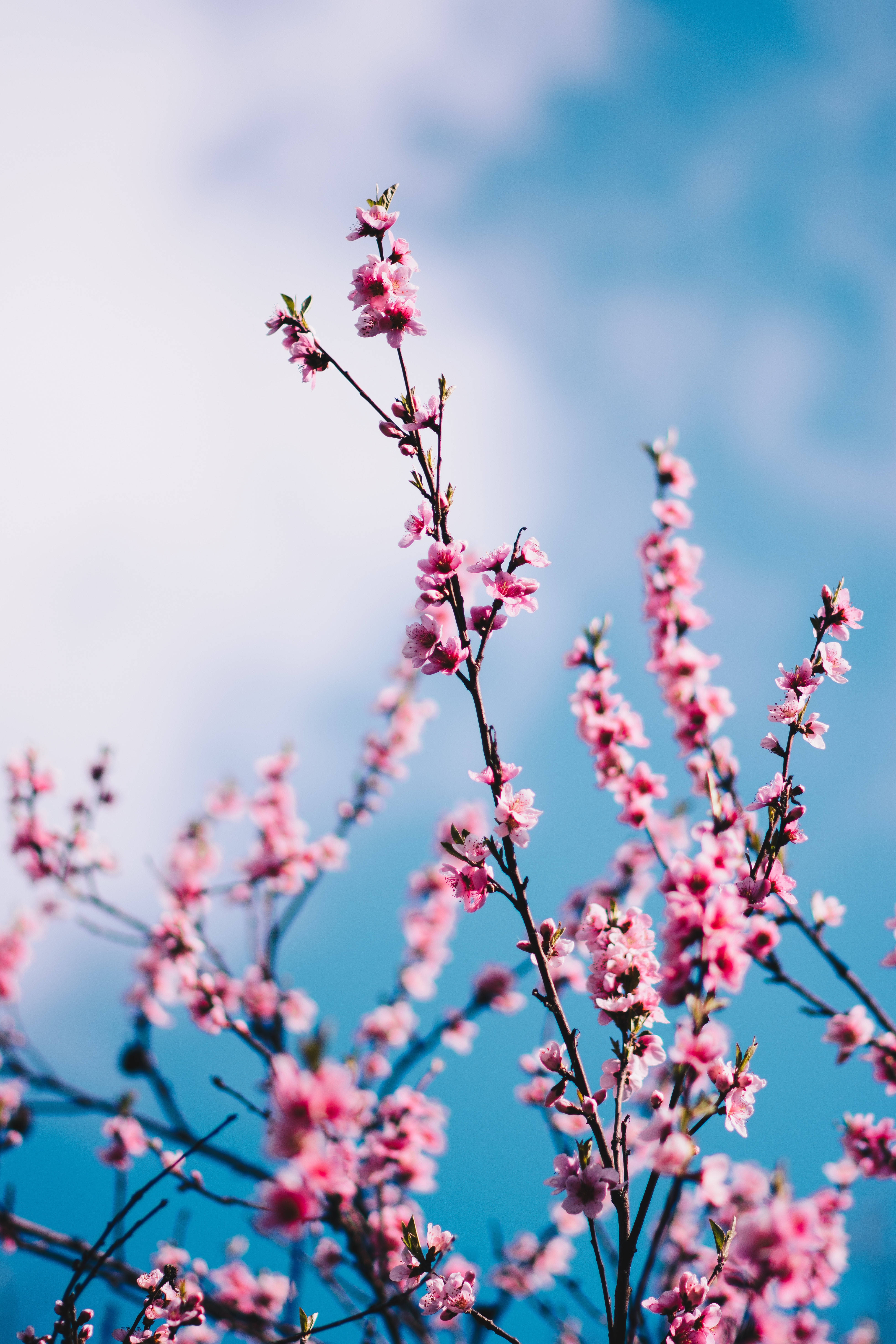 Sakura 桌布 壁紙 — 粉紅色的櫻花在纖細的樹枝上盛開，映襯著明亮的藍天和柔軟的白雲。