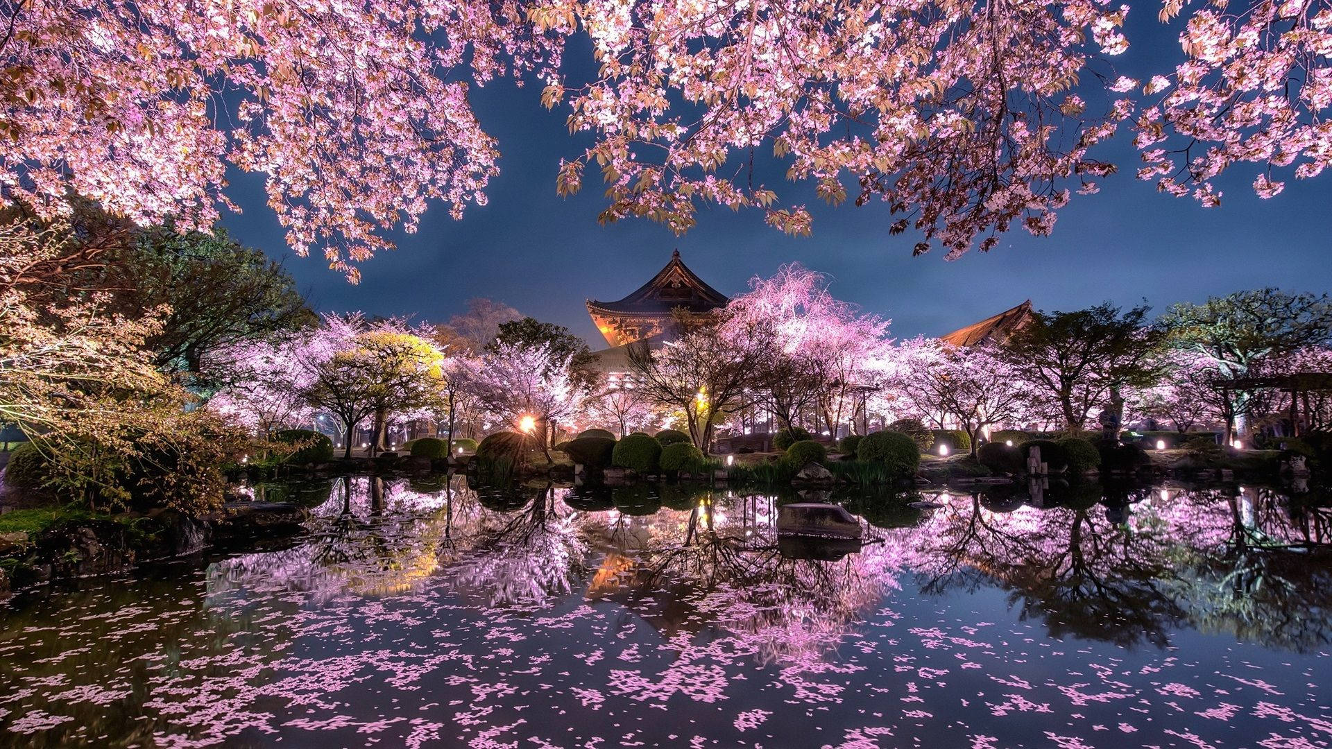 櫻花 桌布 壁紙 — 粉紅色的櫻花在頭頂盛開，並在夜晚倒映在傳統日本亭閣周圍的寧靜池塘中。