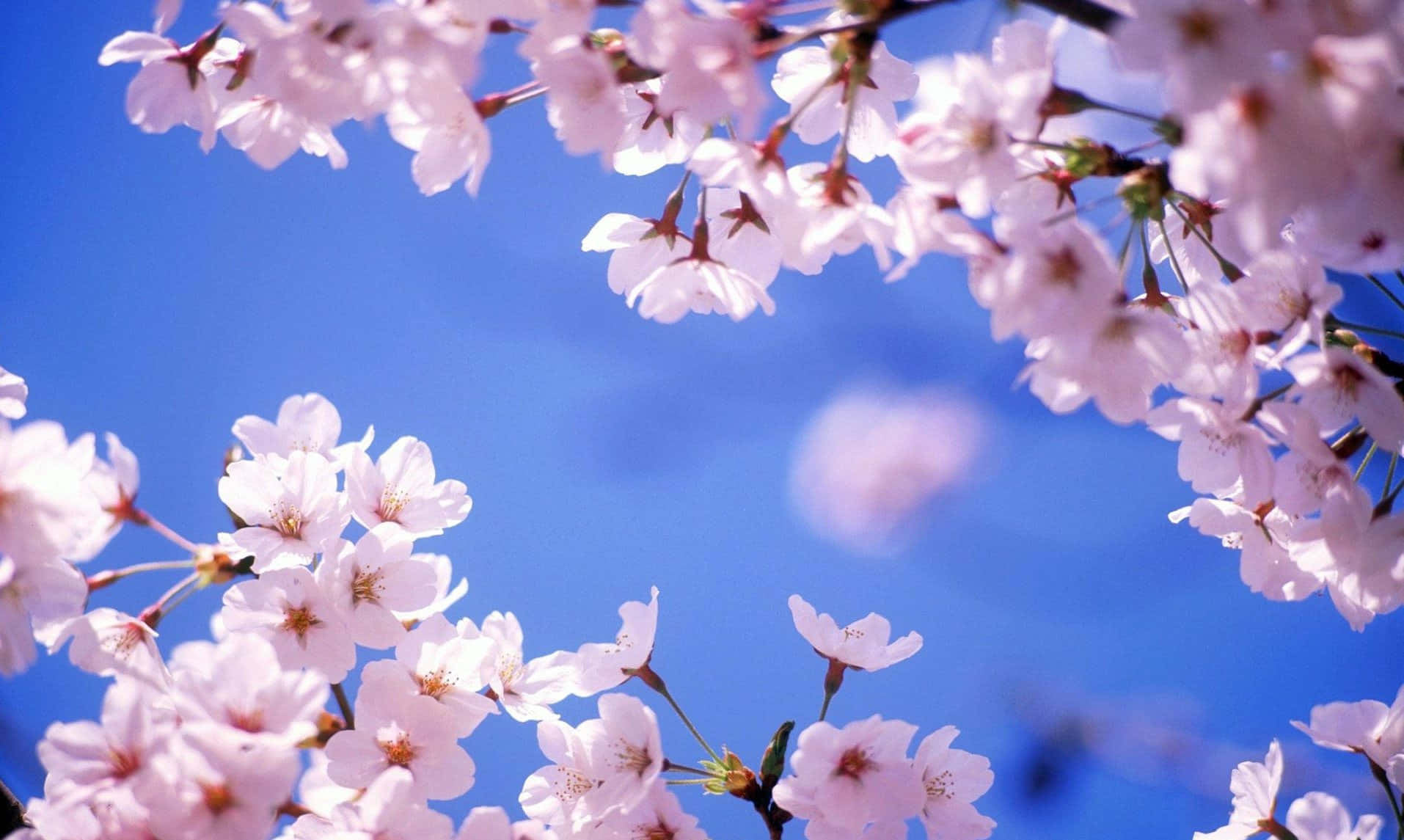 Sakura Blossom 桌布 壁紙 — 粉紅色的櫻花在鮮豔的藍天下盛開，呈現柔和焦點的春天景象。