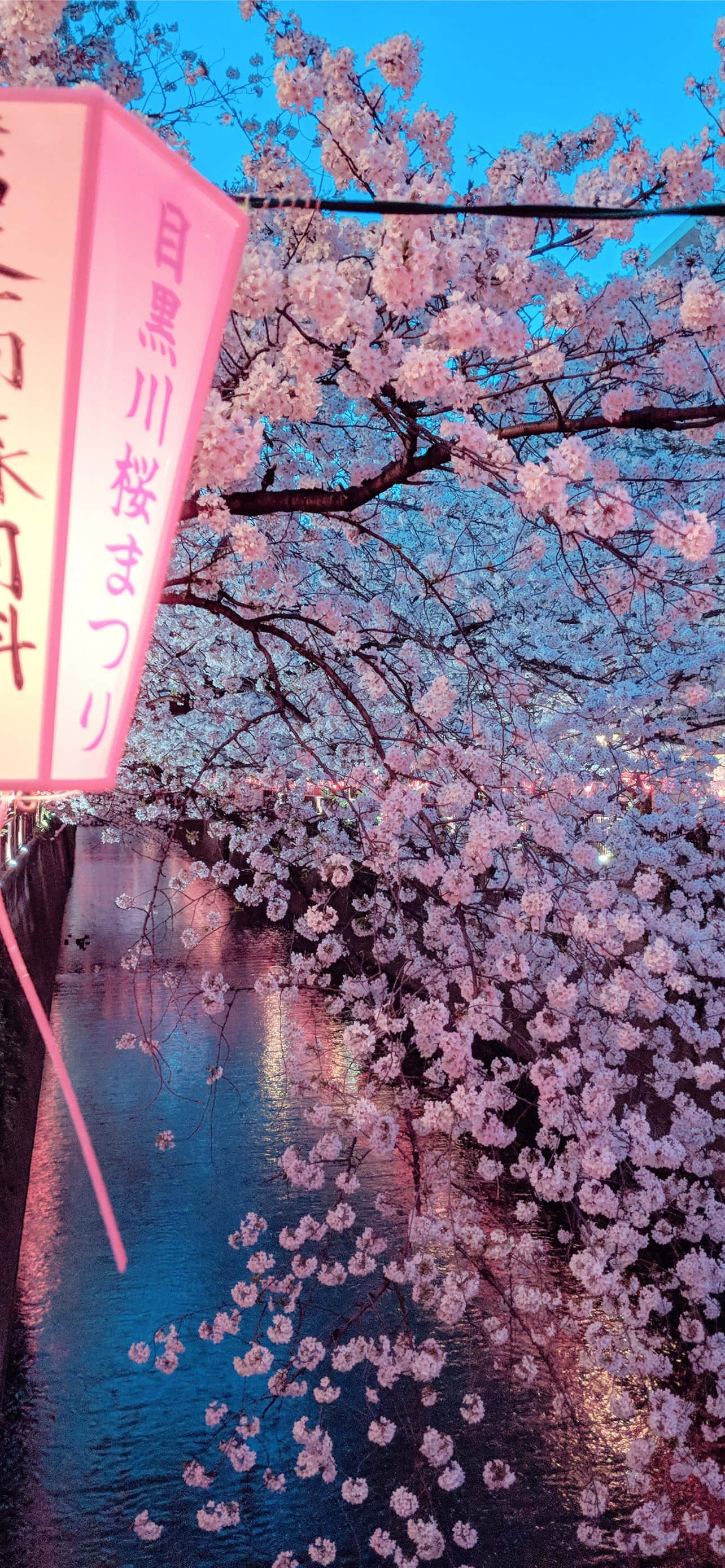 Sakura Blossom 桌布 壁紙 — 粉紅色的櫻花在黃昏時分密集地盛開在運河上方，水邊掛著一個發光的粉紅色燈籠。