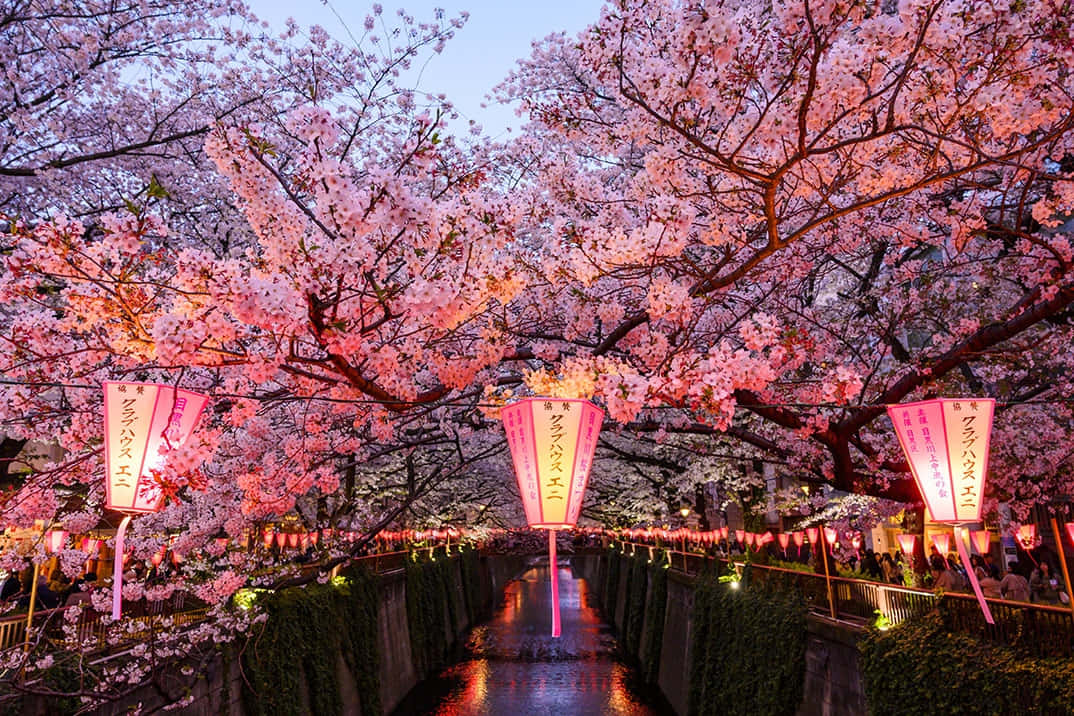 Tokyo Japan 桌布 壁紙 — 粉紅色的櫻花在黃昏時分拱起在運河上方，被發光的紅燈籠照亮。