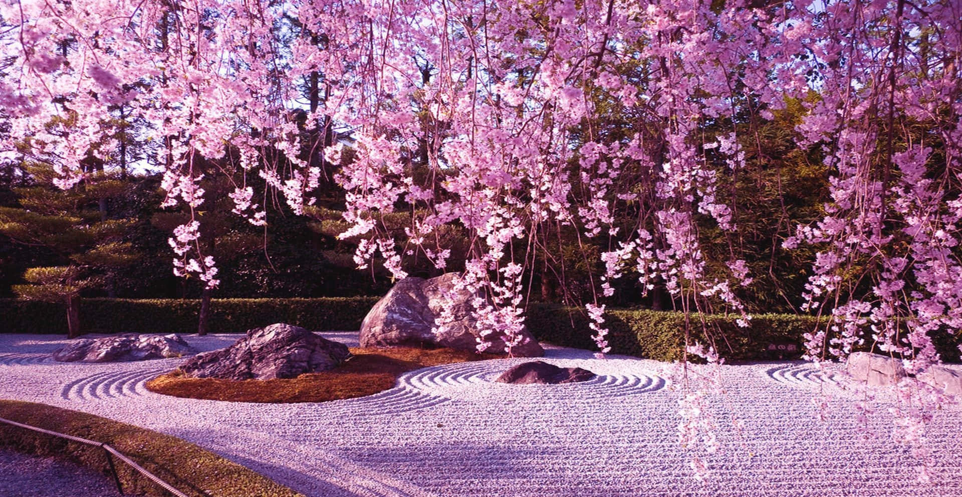Sakura Blossom 桌布 壁紙 — 粉紅色的櫻花如瀑布般垂落在一個精心耙過的白色礫石花園上，園中有苔蘚小島和岩石。