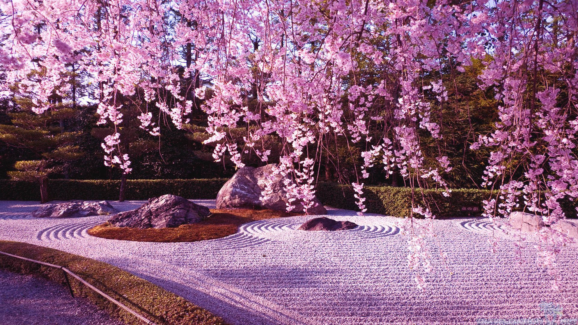 Blossom 桌布 壁紙 — 粉紅色的櫻花如瀑布般落在一個寧靜的日本岩石花園中，有耙過的礫石和苔蘚。