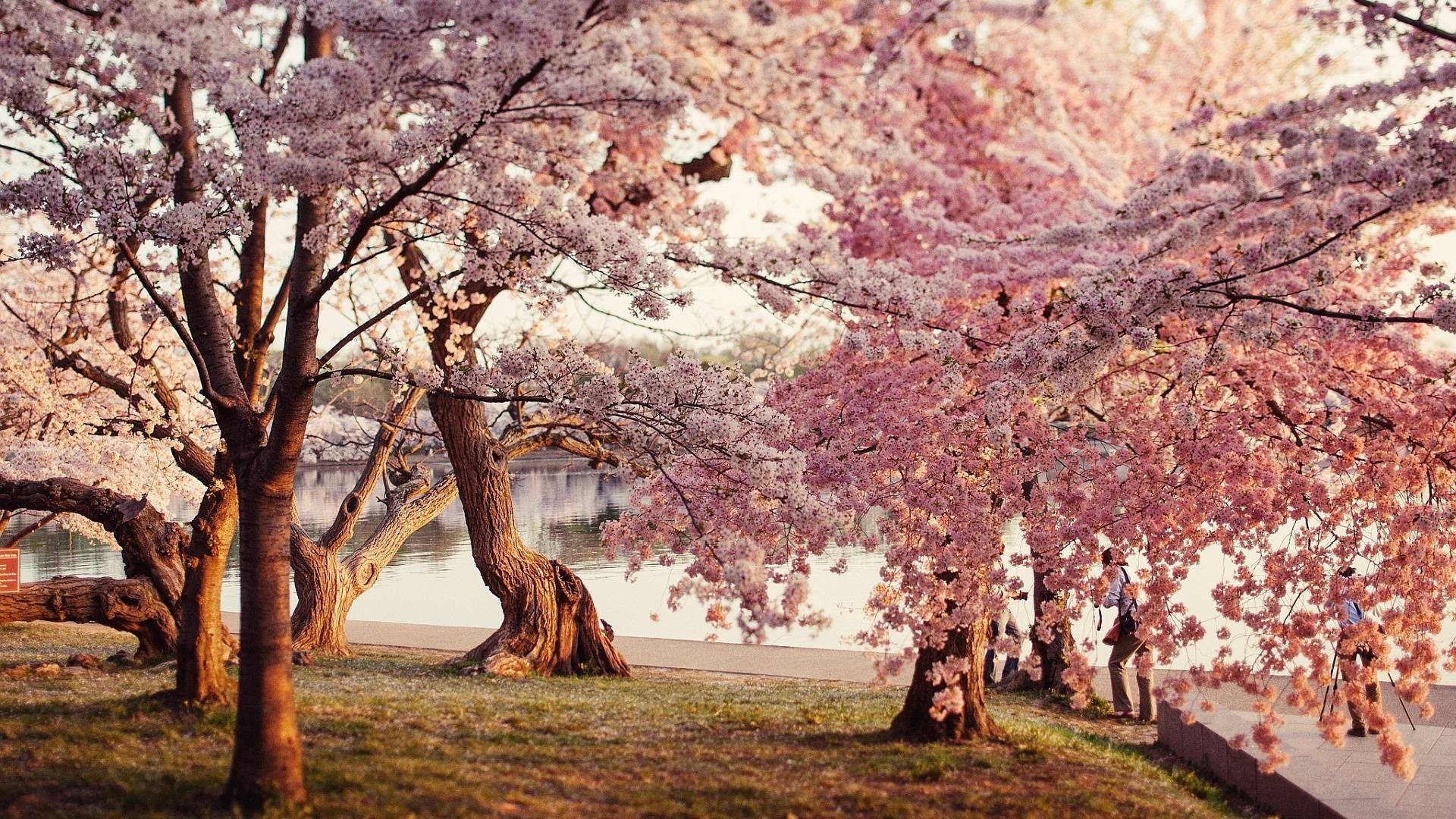 Blossom 桌布 壁紙 — 粉紅色的櫻花密密麻麻地盛開在彎曲的樹木上，框住了寧靜的湖邊小徑，人們在下面漫步。