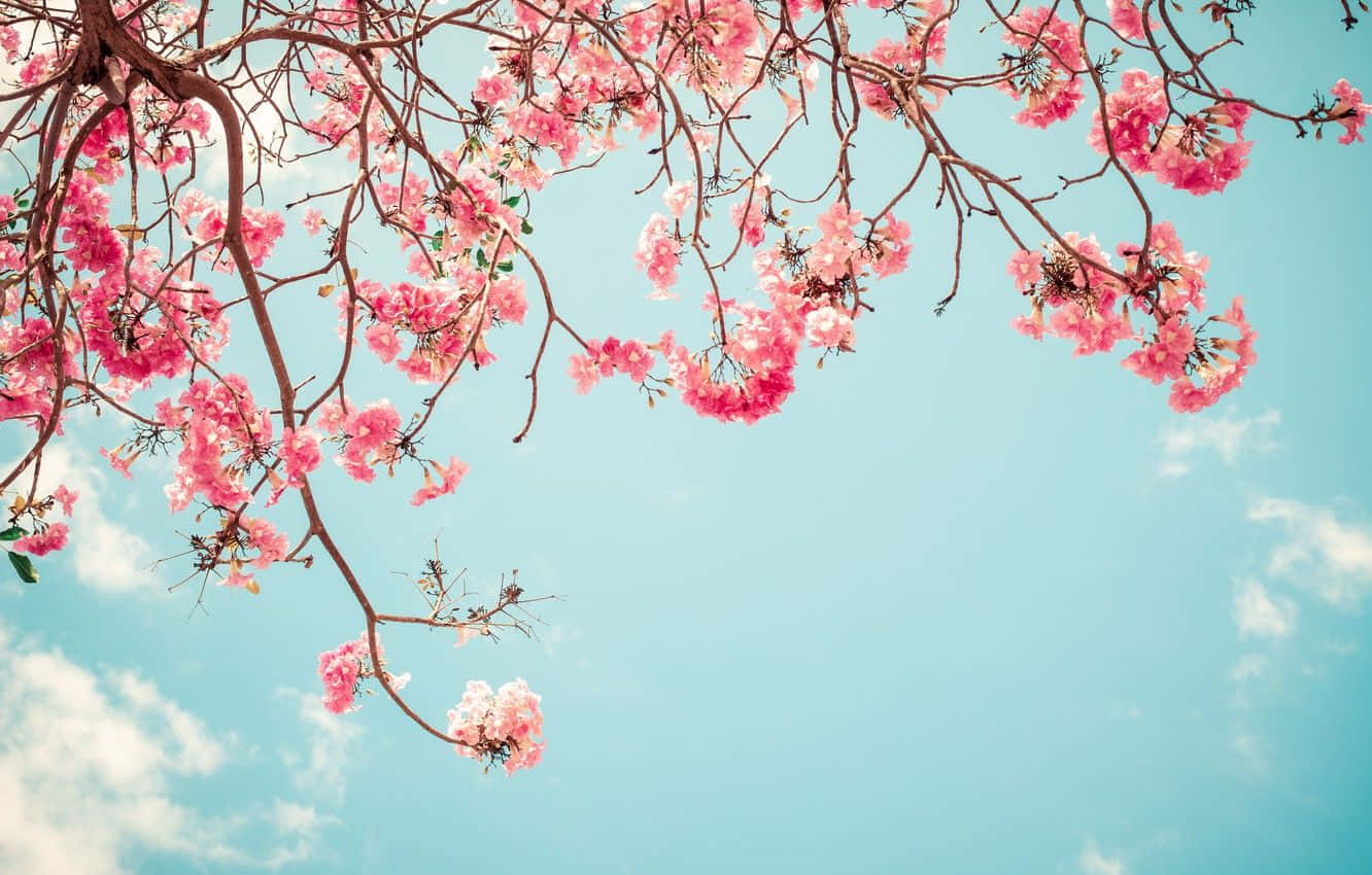 Spring Sky 桌布 壁紙 — 粉紅色的櫻花從光禿禿的樹枝上傾瀉而下，映襯著清澈的藍天和柔軟的白雲。