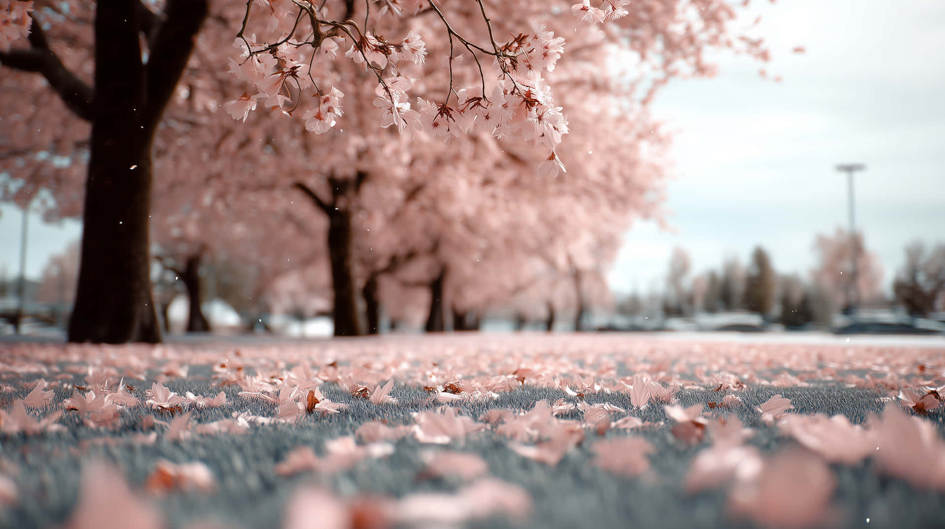 Cherry Blossom Trees with Fallen Petals in a Tranquil Park 壁紙 — 粉紅色的櫻花從光禿禿的樹枝上輕輕飄落，落在覆蓋著草地的落花瓣地毯上。