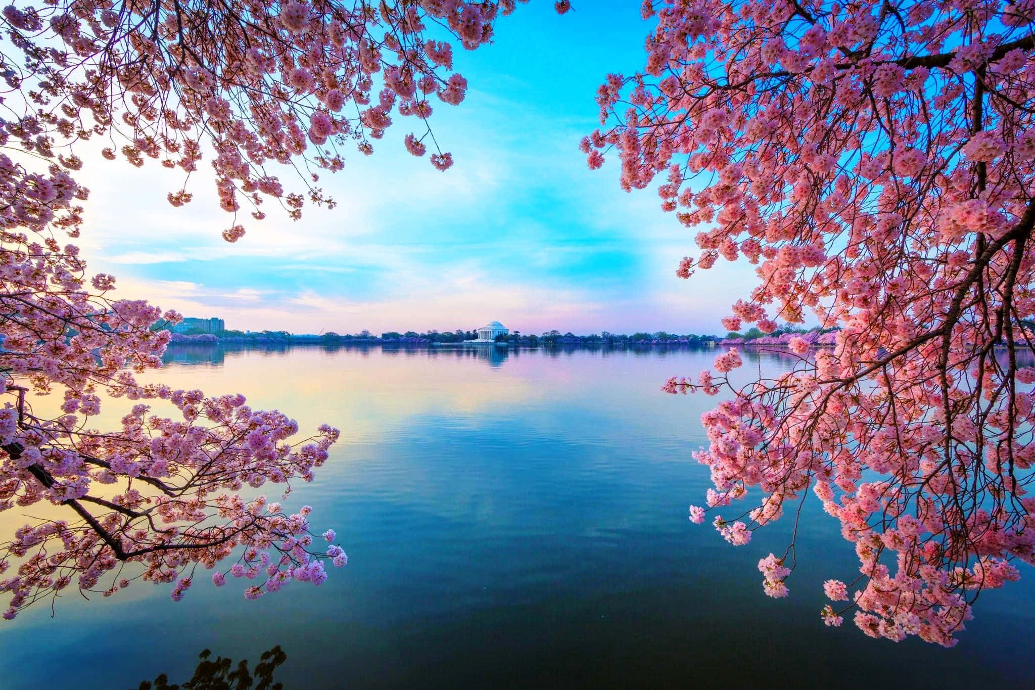 Spring Water 桌布 壁紙 — 粉紅色的櫻花框住一個寧靜的湖泊，在日出時反射出充滿活力的藍天。