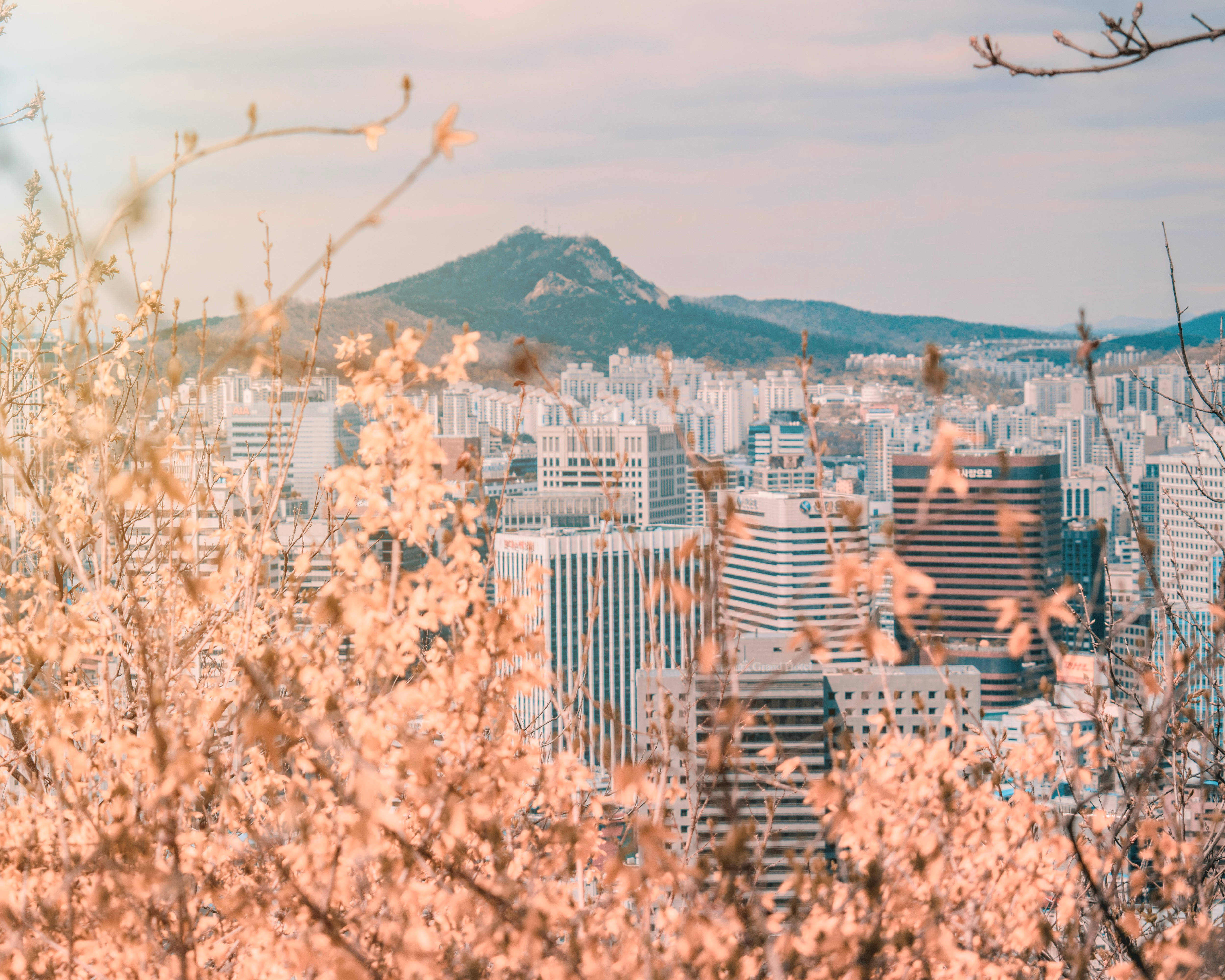 南韓 桌布 壁紙 — 粉紅色的櫻花框住了一個廣闊的城市景觀，有現代摩天大樓和遠處的山脈，在柔和的光線下。