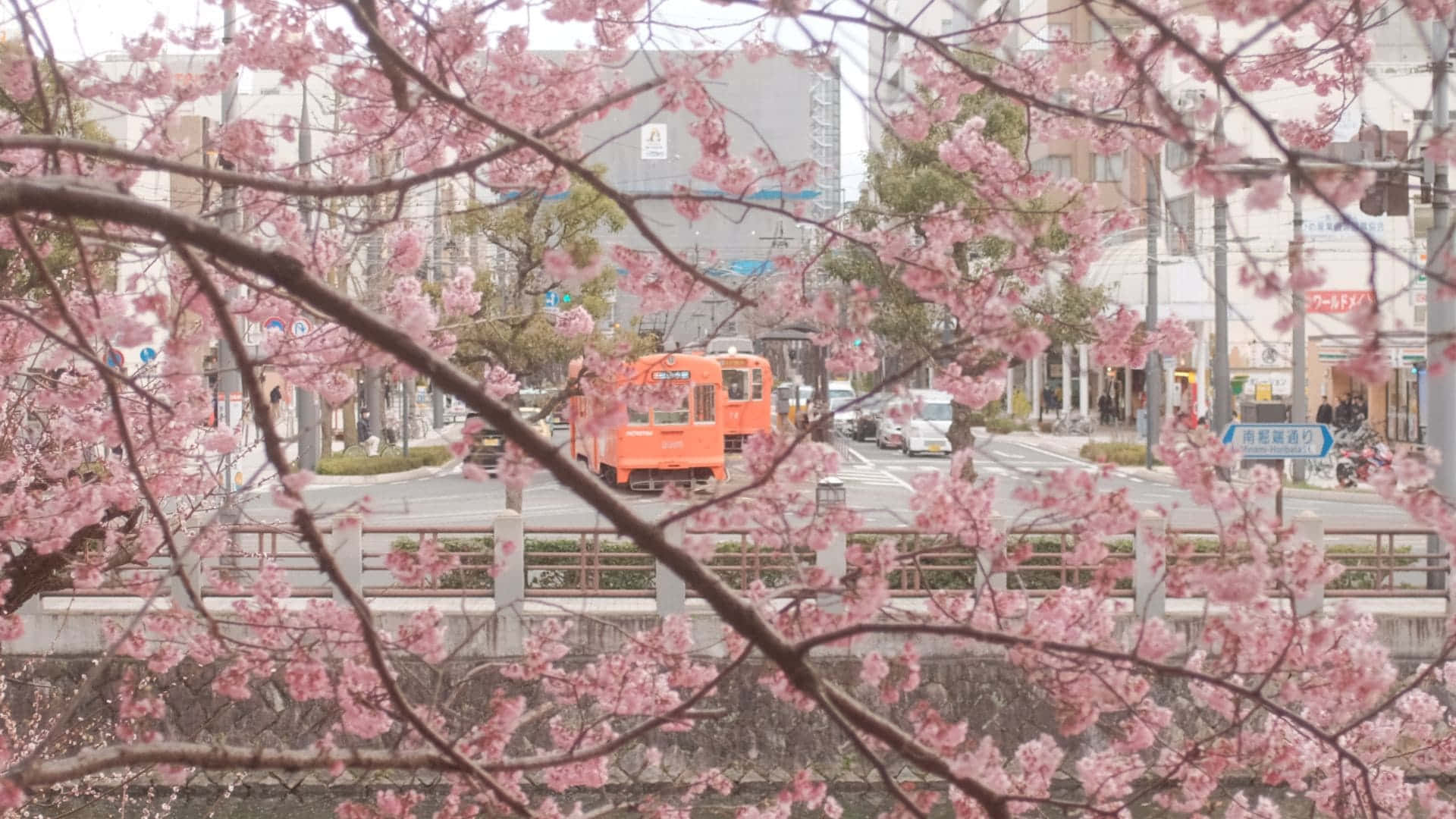 Blossom 桌布 壁紙 — 粉紅色的櫻花框住了一條街道，春天時有一輛橙色電車經過。