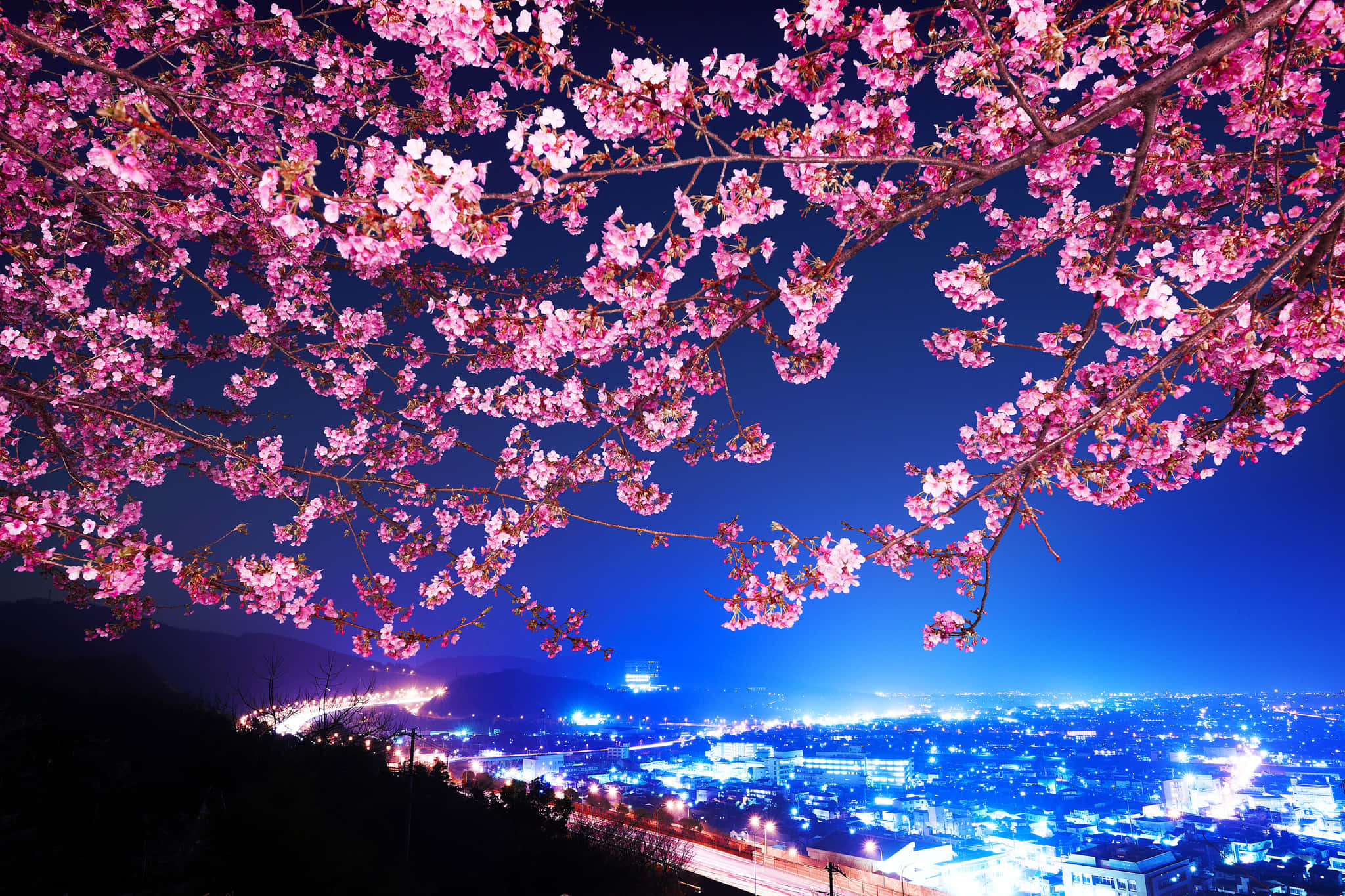 Sakura 桌布 壁紙 — 粉紅色的櫻花框住了在深藍色夜空下閃耀的城市景觀。