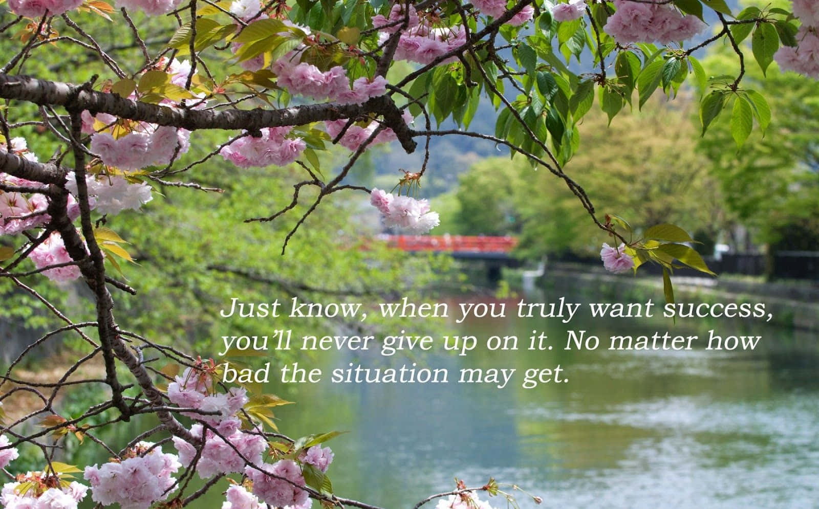Spring Quotes 桌布 壁紙 — 粉紅色的櫻花框住寧靜的河景，遠處有一座紅橋，在明亮的日光下。