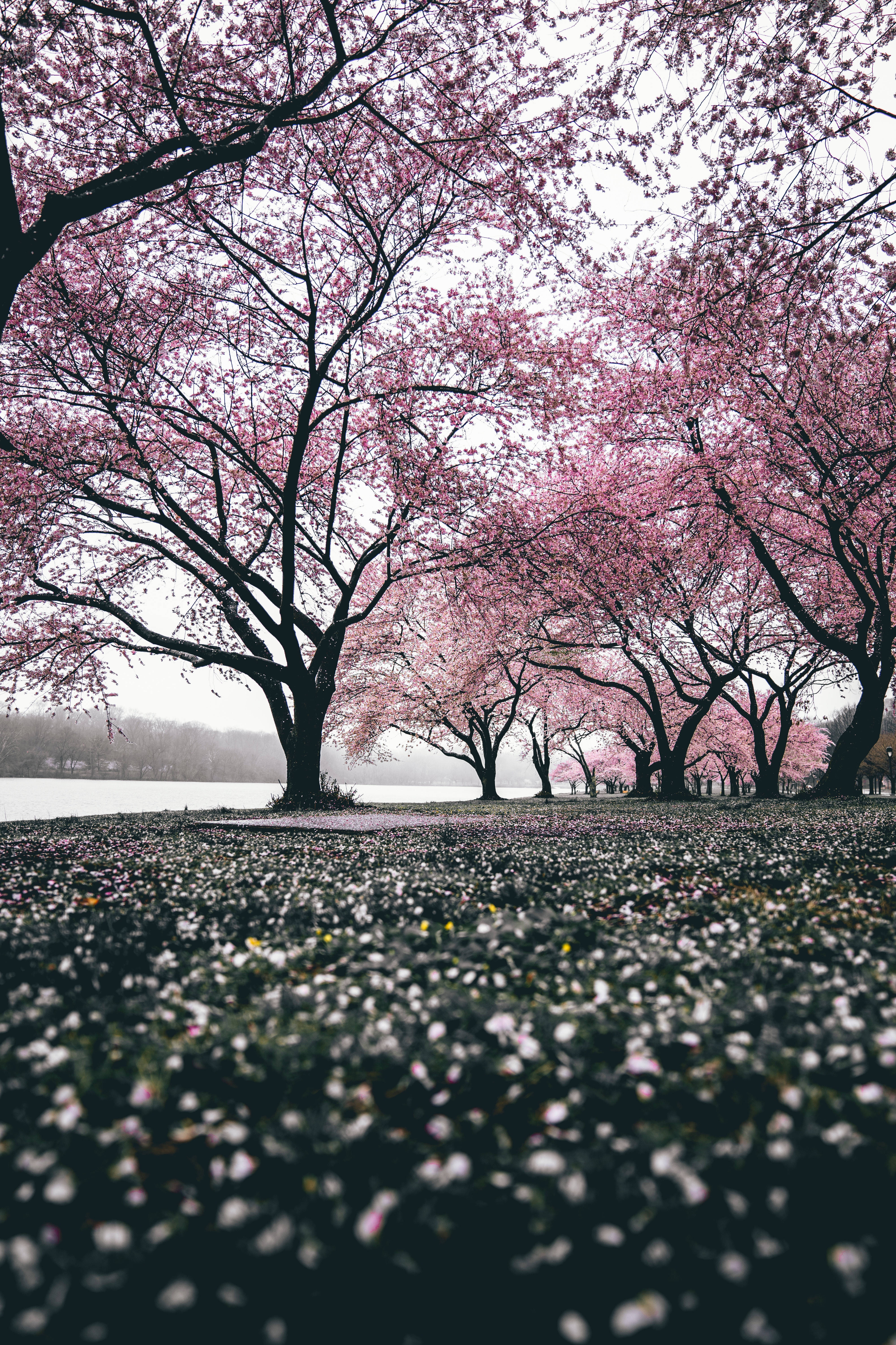 Sakura 桌布 壁紙 — 粉紅色的櫻花樹在平靜的湖邊，拱起在一條鋪滿落花瓣的小徑上。