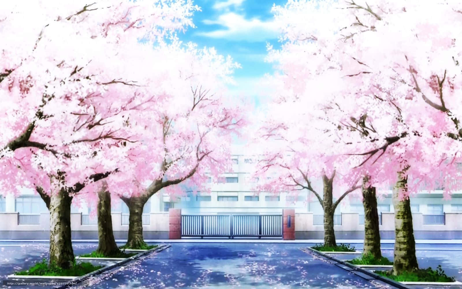Cherry Blossoms Anime Scenery 桌布 壁紙 — 粉紅色的櫻花樹排列在濕潤的校園小徑上，上方是帶有零星雲朵的明亮藍天。