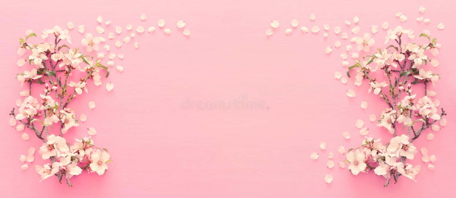 Pink Cherry Blossom 桌布 壁紙 — 粉紅色的櫻花樹枝和花瓣框住了柔軟粉紅紋理背景的兩側。