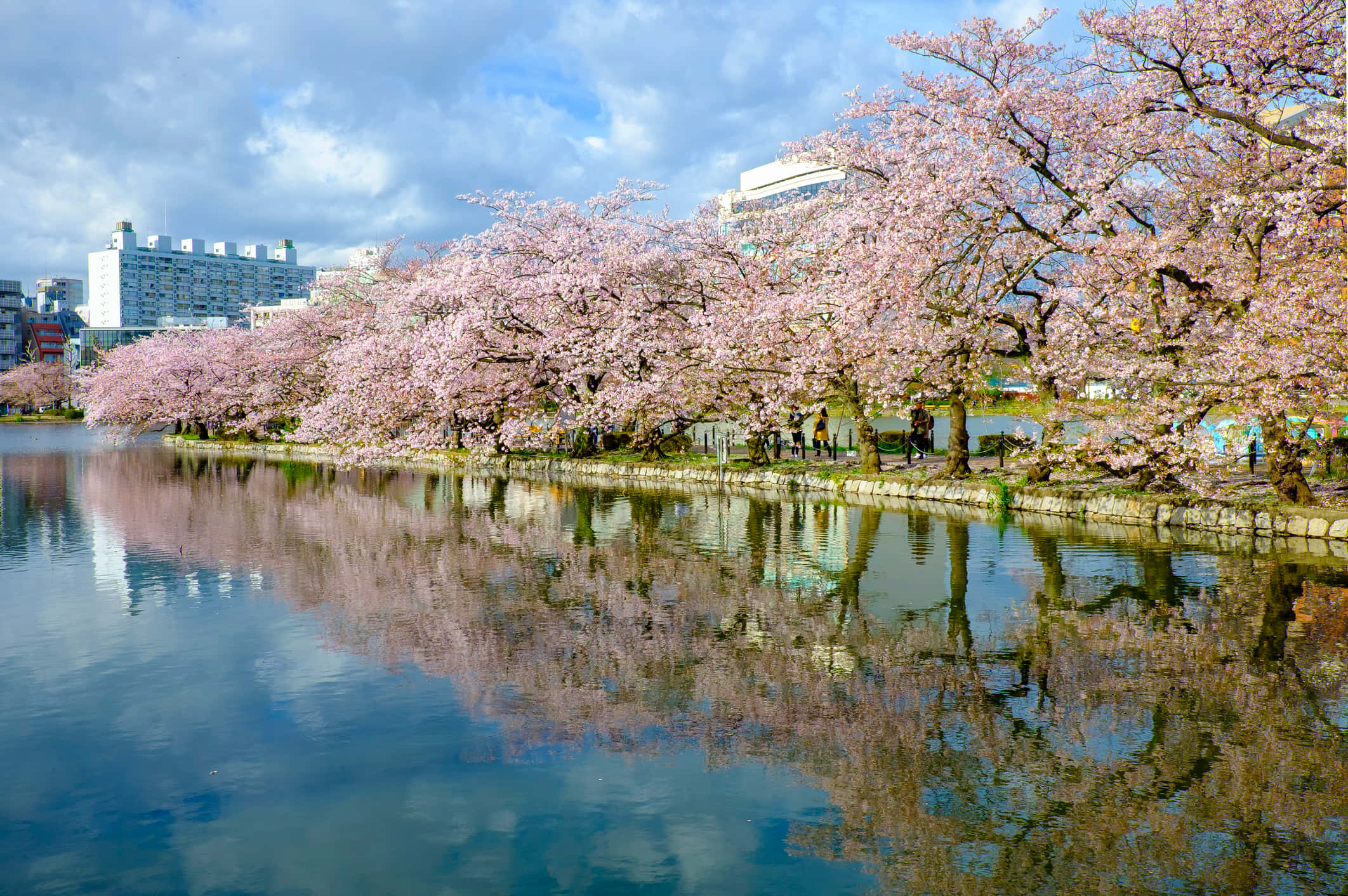 Tokyo Japan 桌布 壁紙 — 粉紅色的櫻花沿著平靜的河流排列，映照著多雲的天空和春天的城市建築。