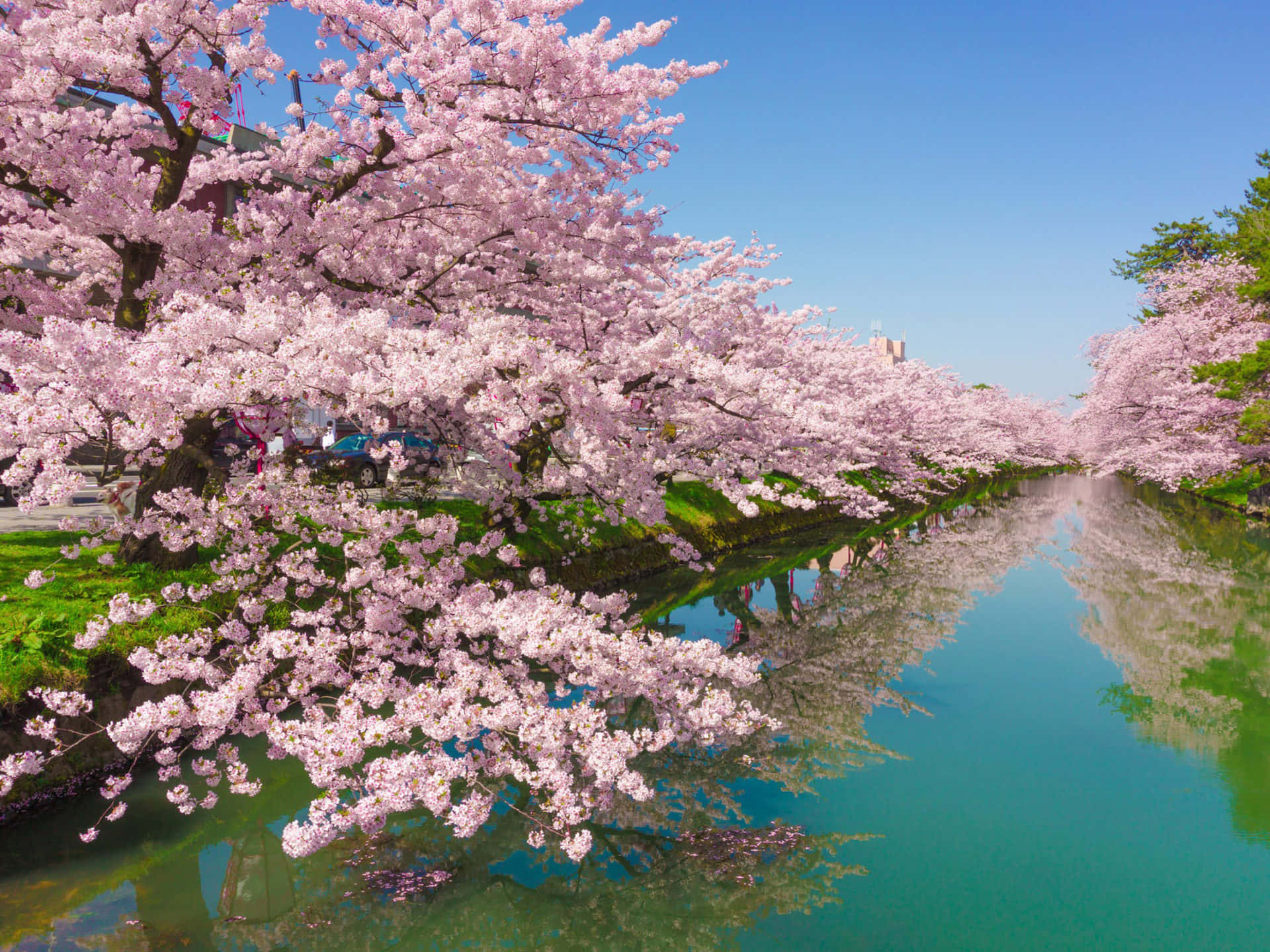 Cherry Blossom Tree 桌布 壁紙 — 粉紅色的櫻花沿著平靜的運河密集盛開，映照出清澈的藍天和充滿活力的綠色河岸。