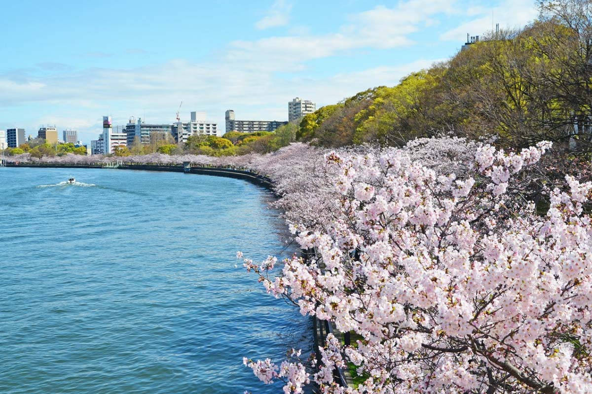 櫻花沿河排列，背景是城市和經過的船隻。