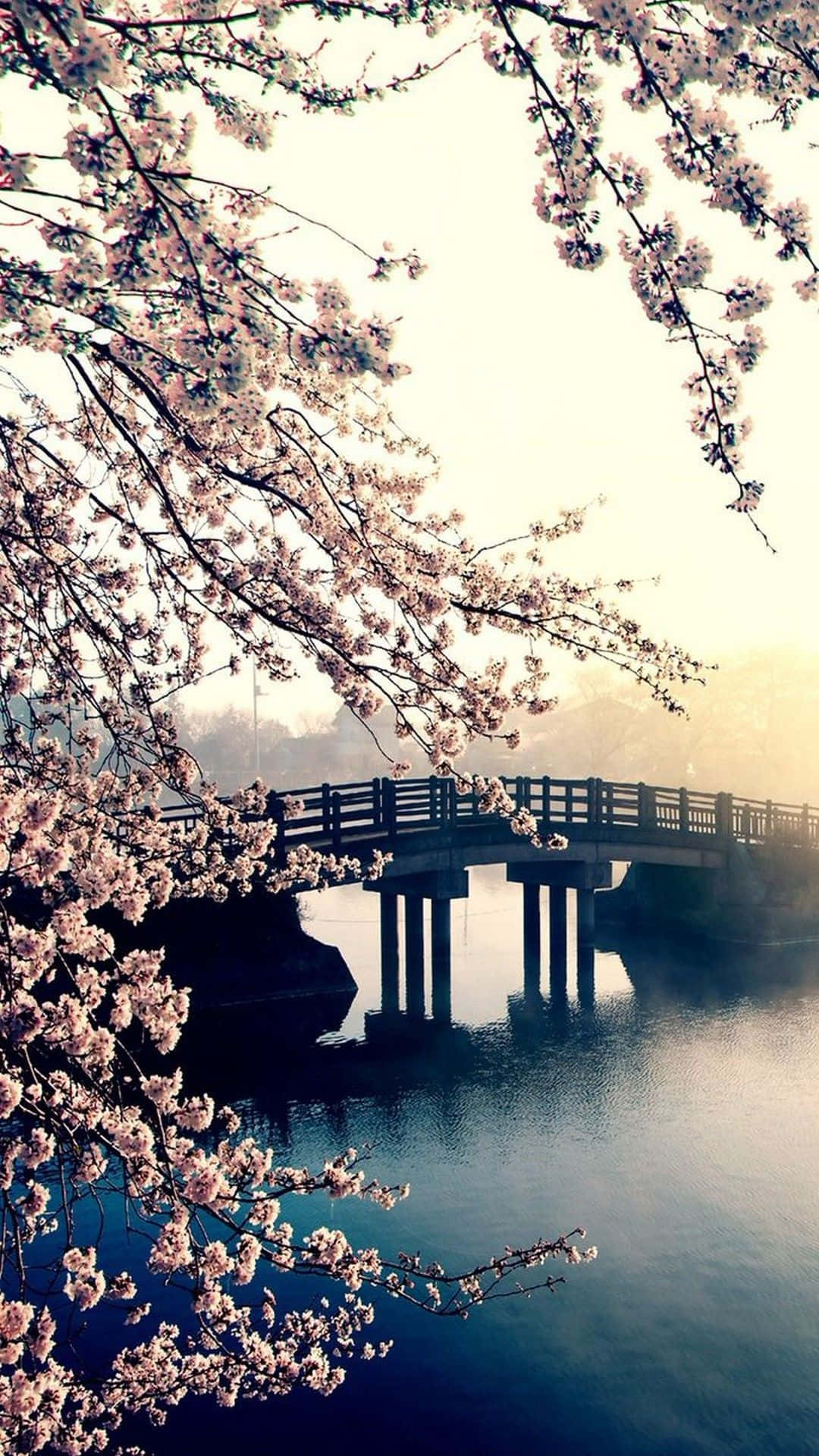 Spring Time 桌布 壁紙 — 粉紅色的櫻花環繞著一座木橋，橫跨在日出時平靜的水面上，伴隨著輕柔的薄霧。