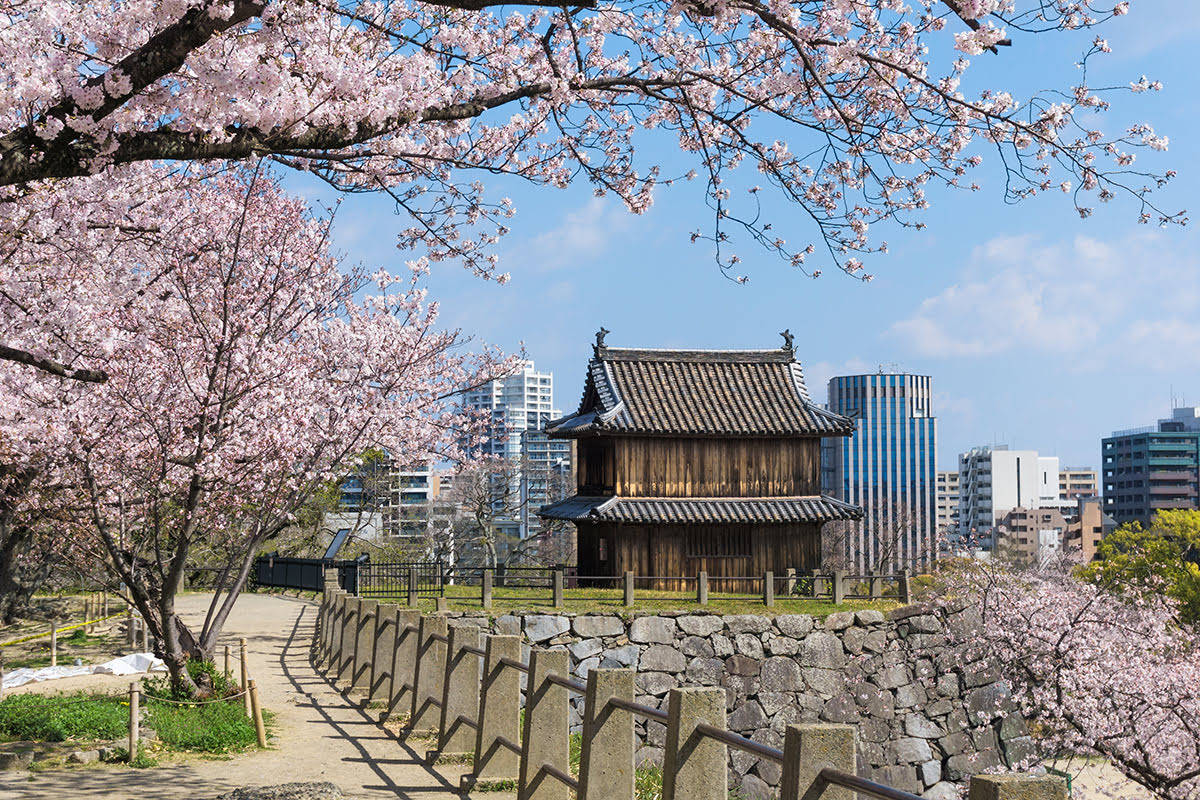 Fukuoka 桌布 壁紙 — 粉紅色的櫻花襯托著傳統的日本木門，背景是晴朗藍天下的現代摩天大樓。
